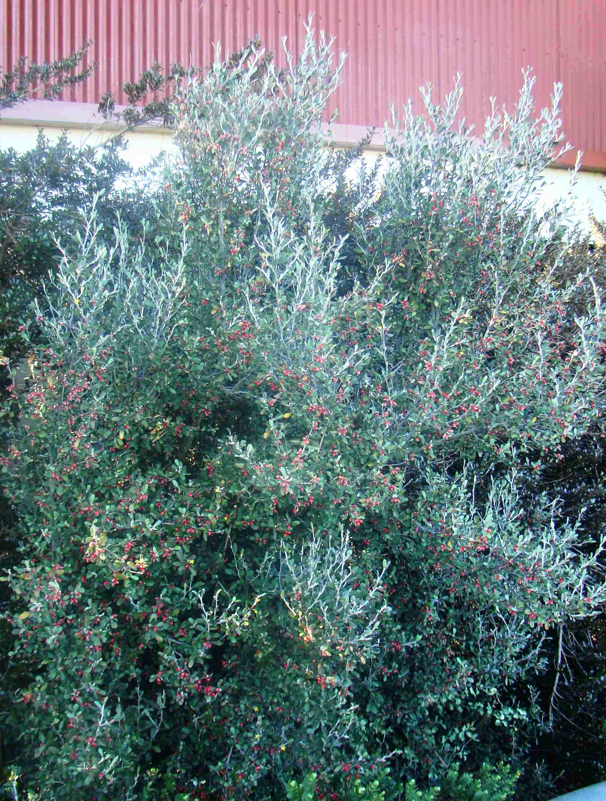 Corokia x virgata Red Wonder 1