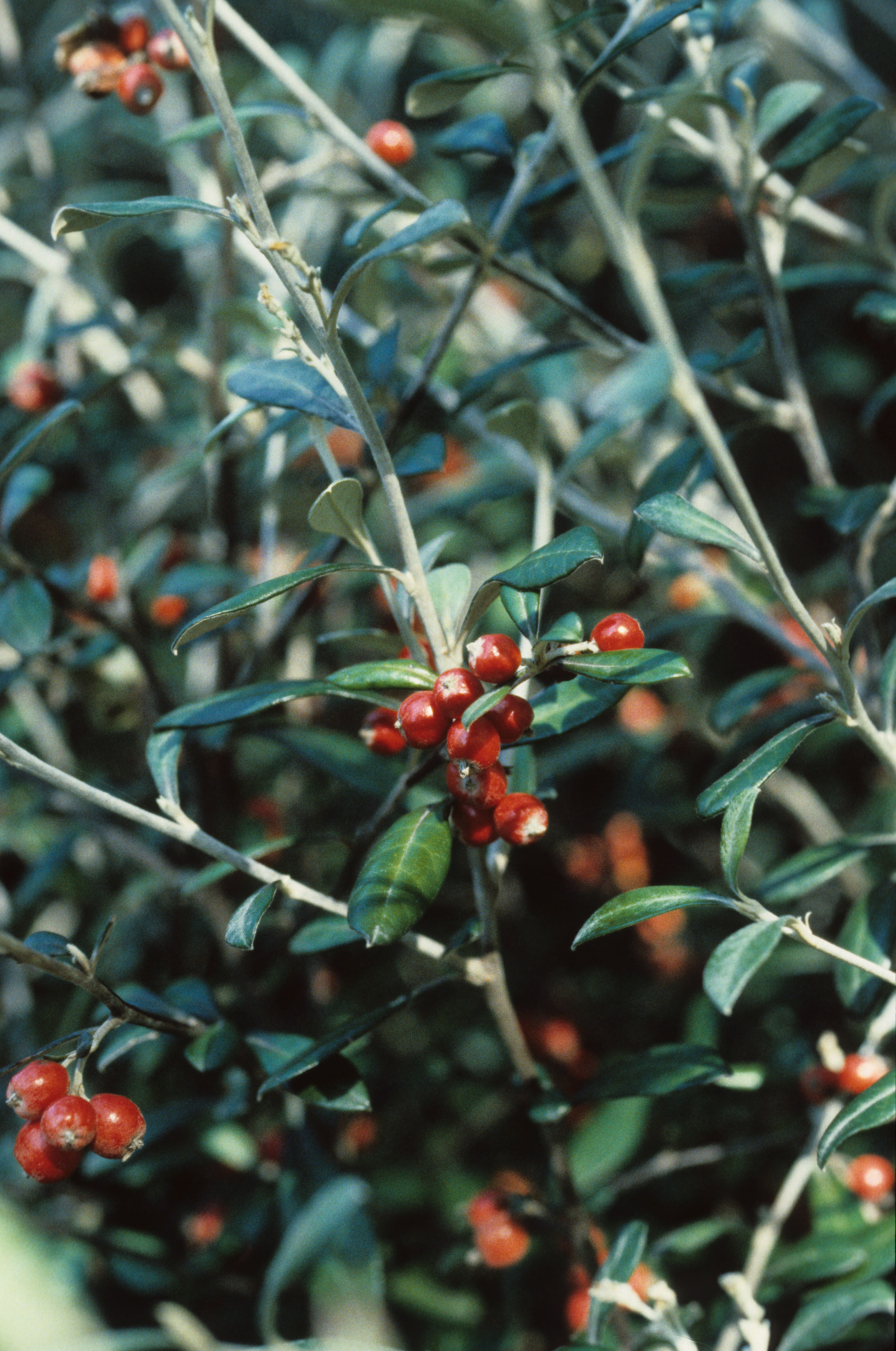 Corokia x virgata Red Wonder 2