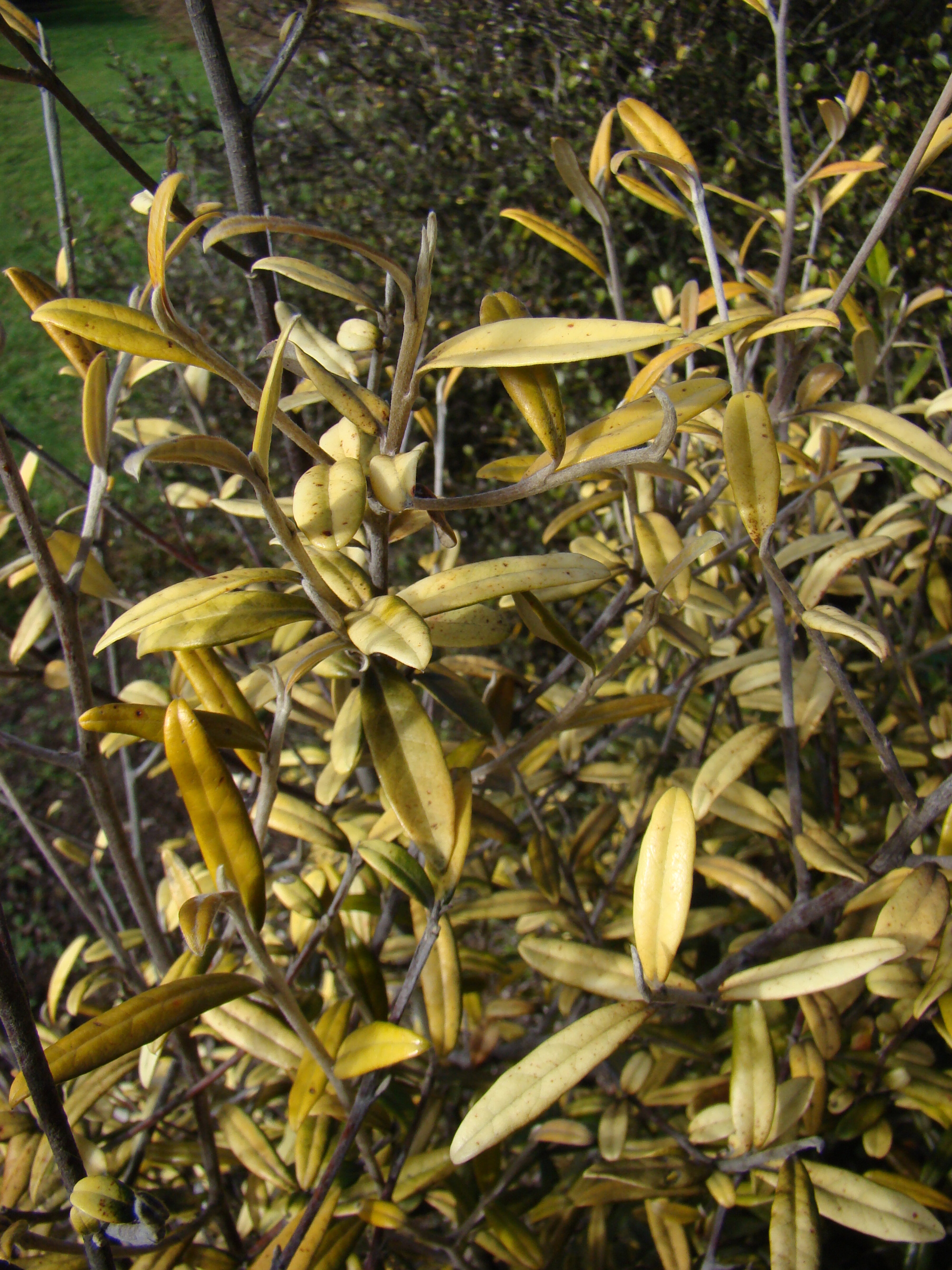 Corokia x virgata Yellow Wonder 1