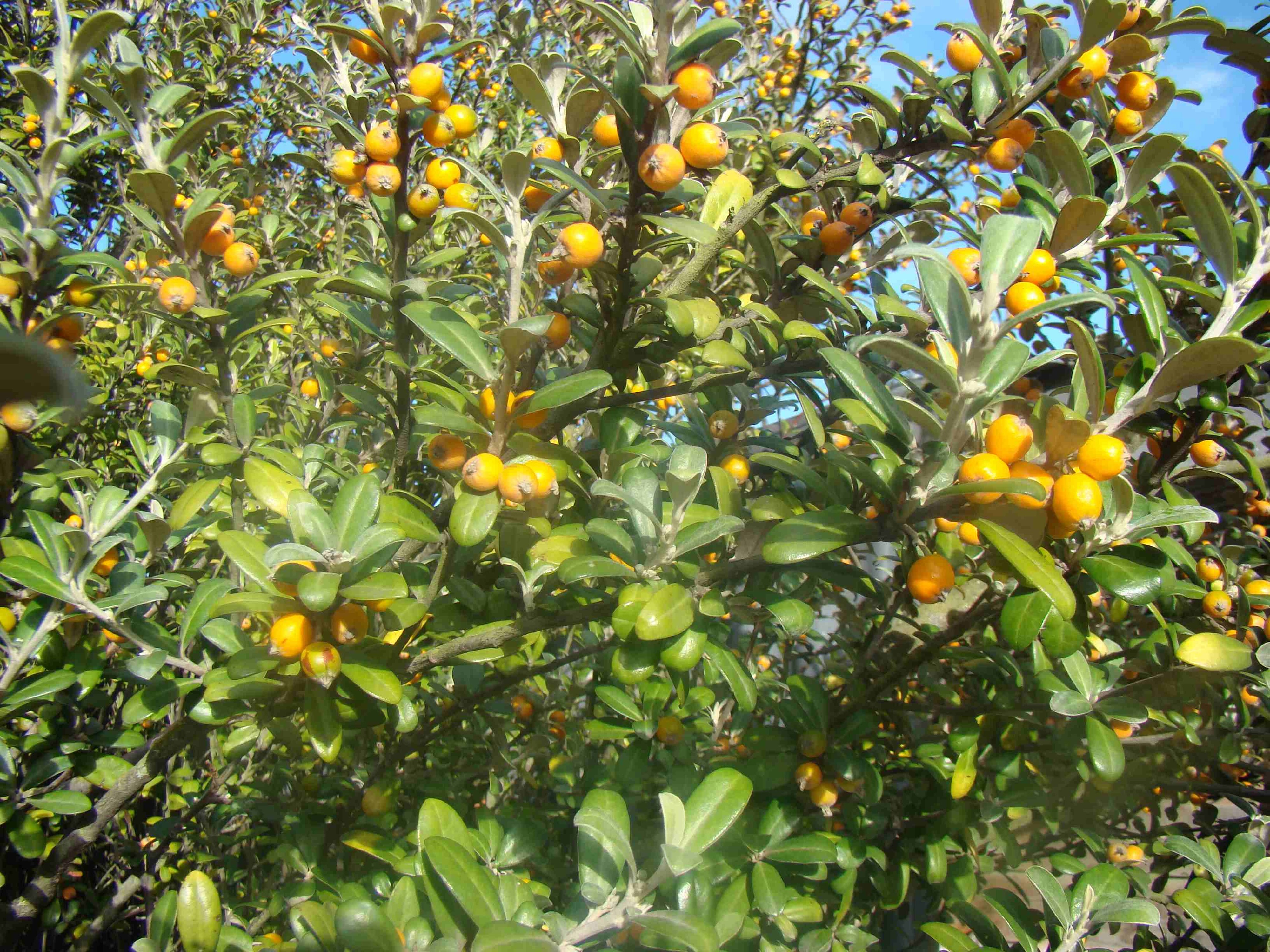 Corokia x virgata Yellow Wonder 3