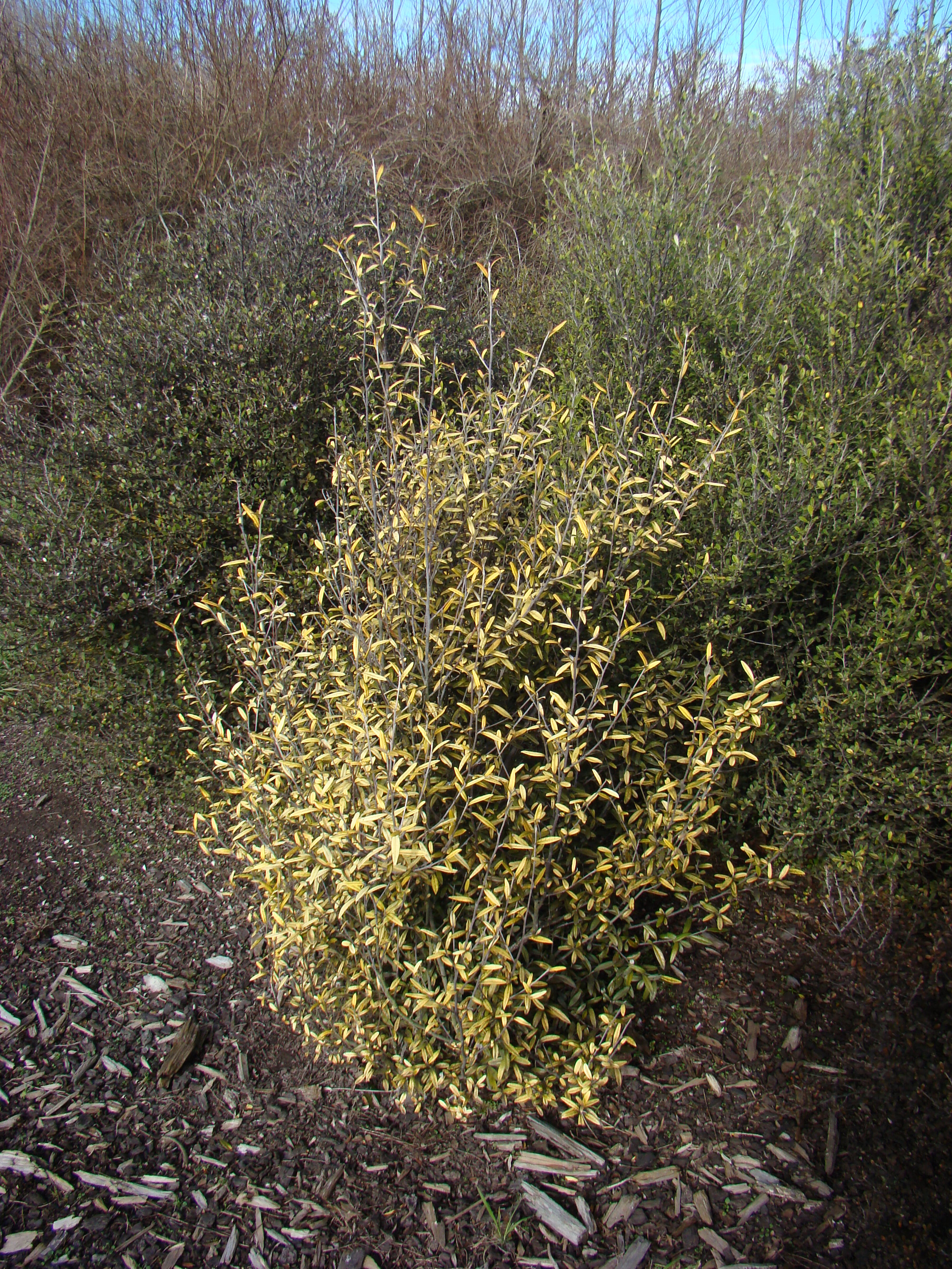 Corokia x virgata Yellow Wonder 4