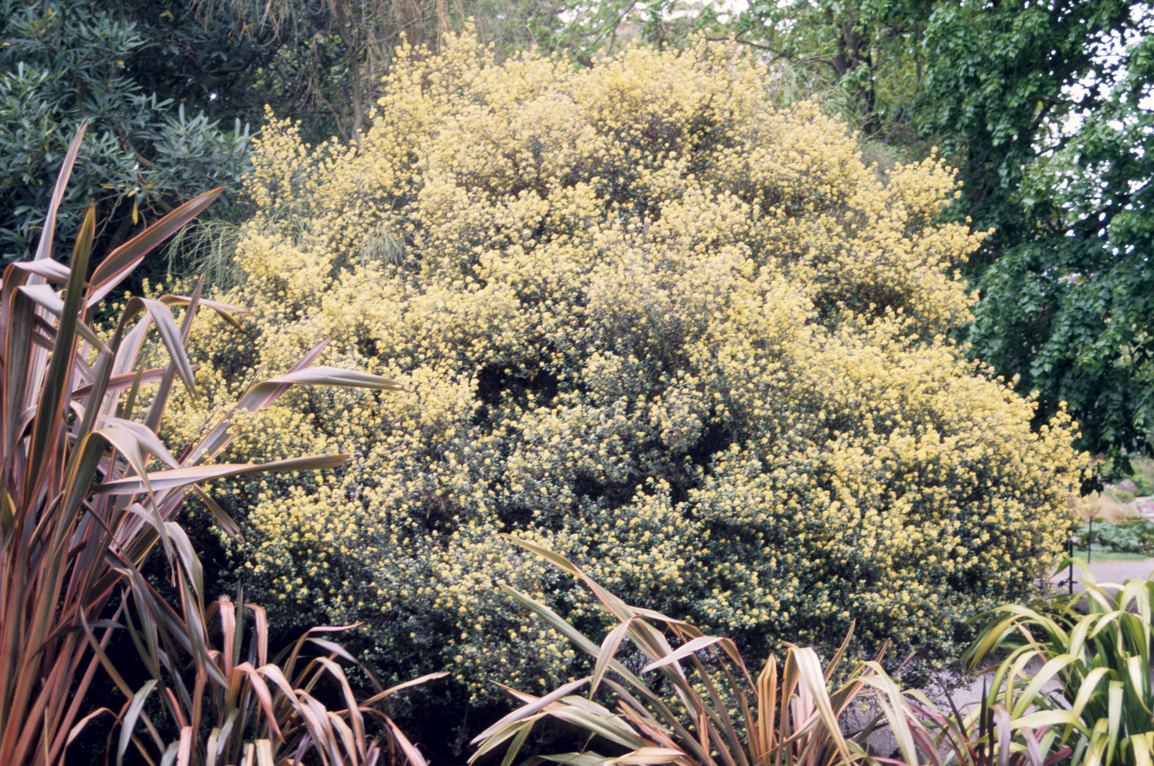 Corokia x virgata