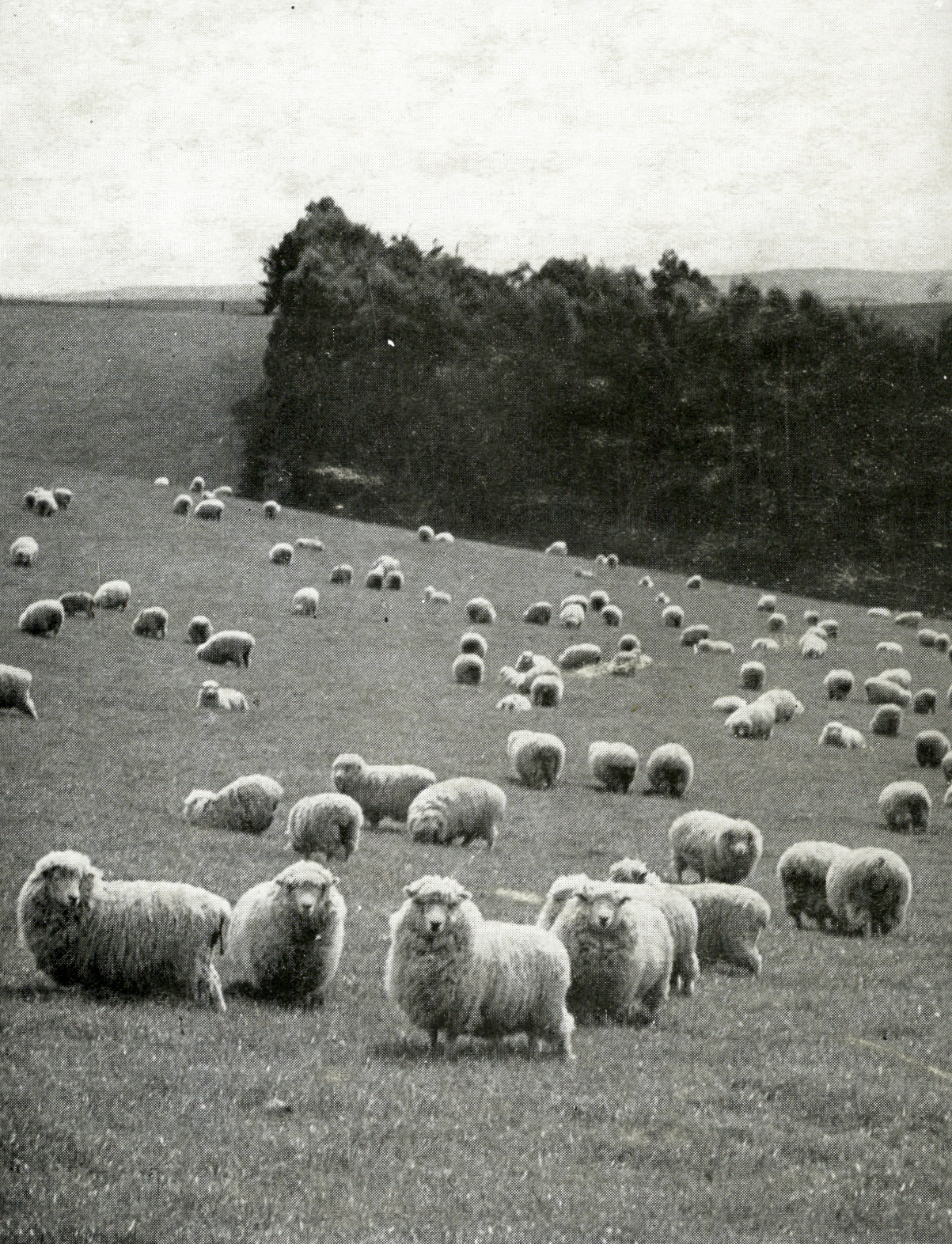1952 On the downs near Timaru