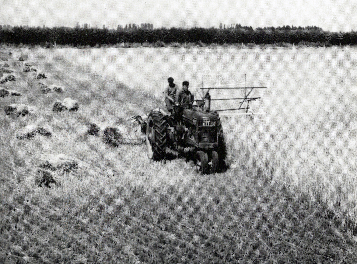 1952 Students cutting wheat