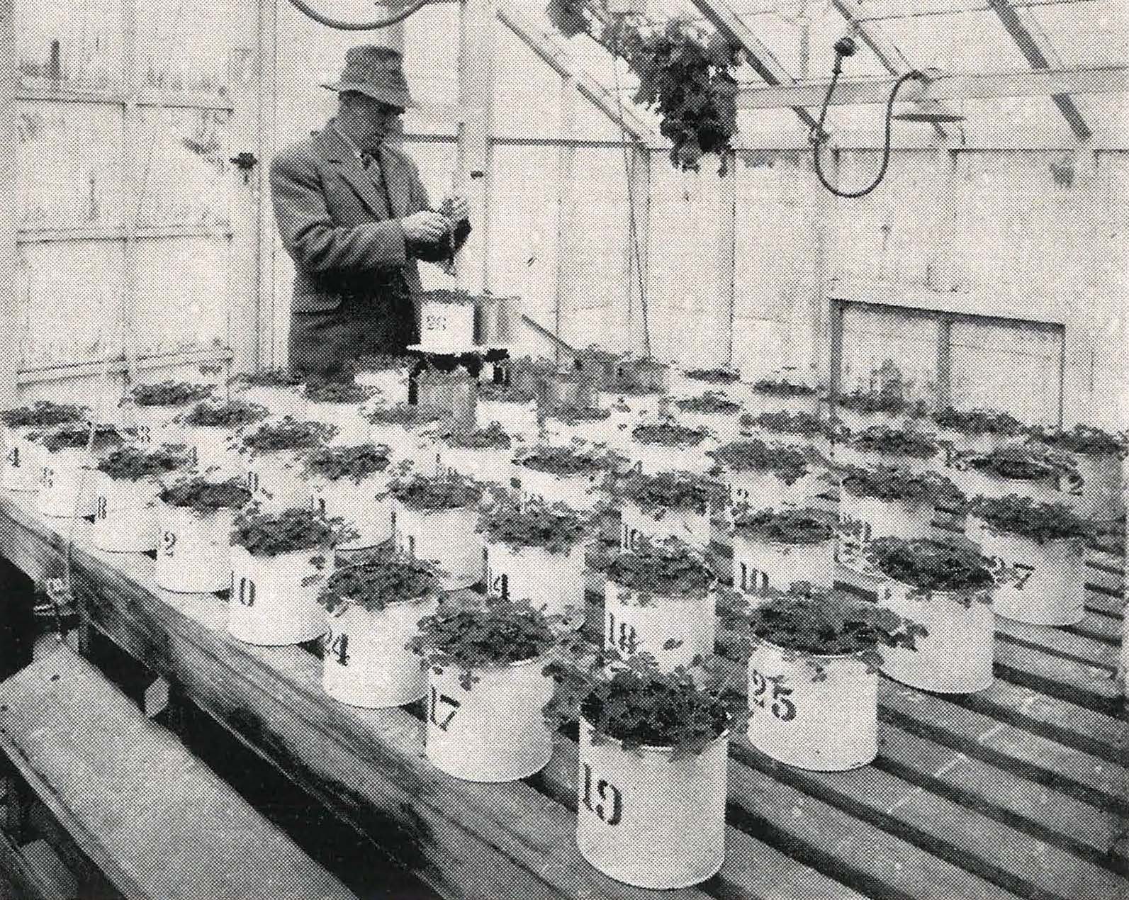 1953 A glasshouse study of the factors which govern the lime-response of clovers