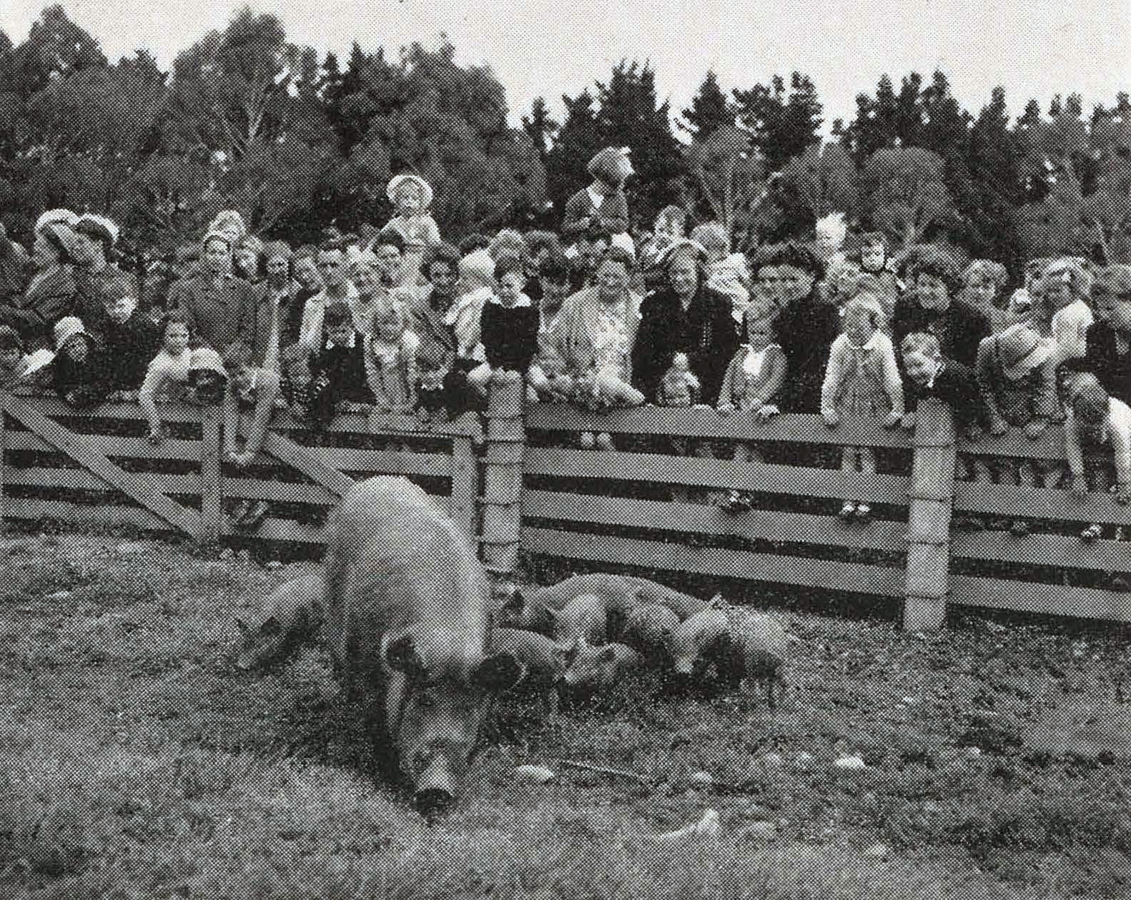 1953 Kindergarten children and their mothers inspect the pigs
