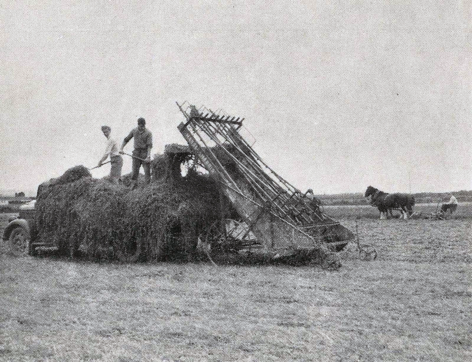 1953 Mowing and carting lucerne for stack silage