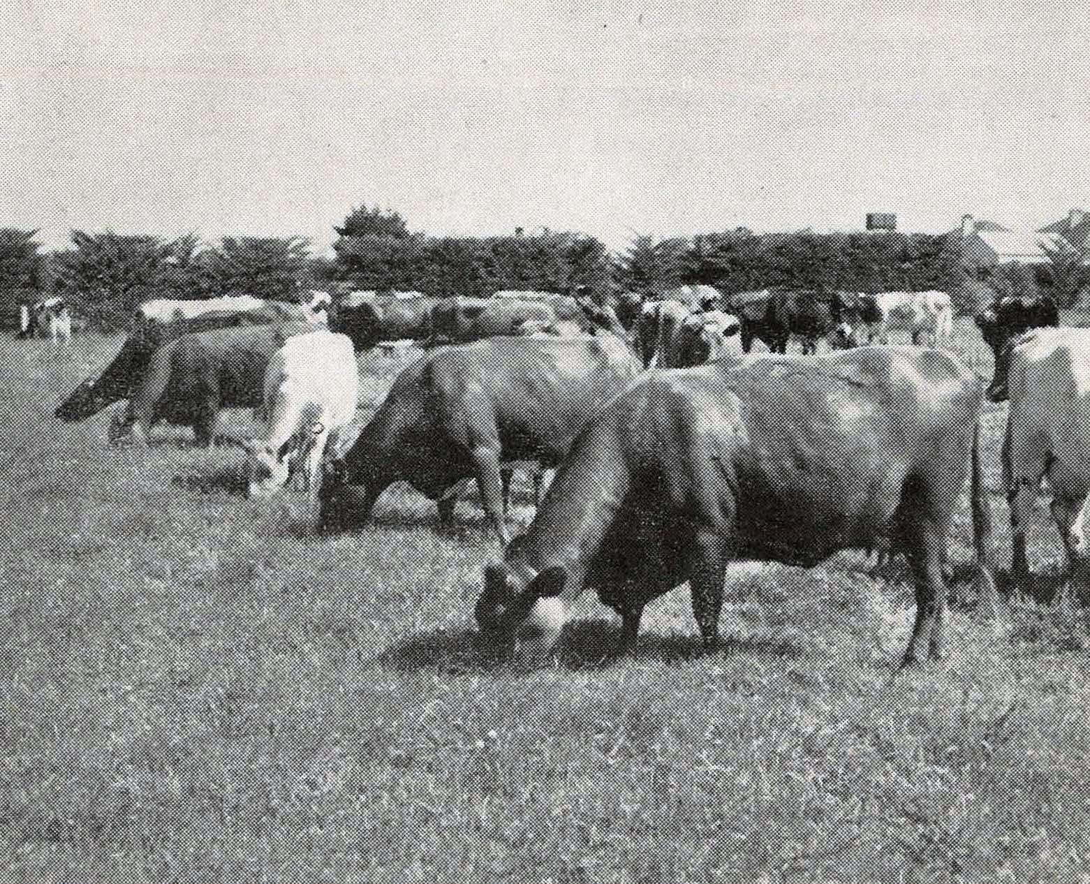 1953 The College herd rationed-grazing with the electric fence