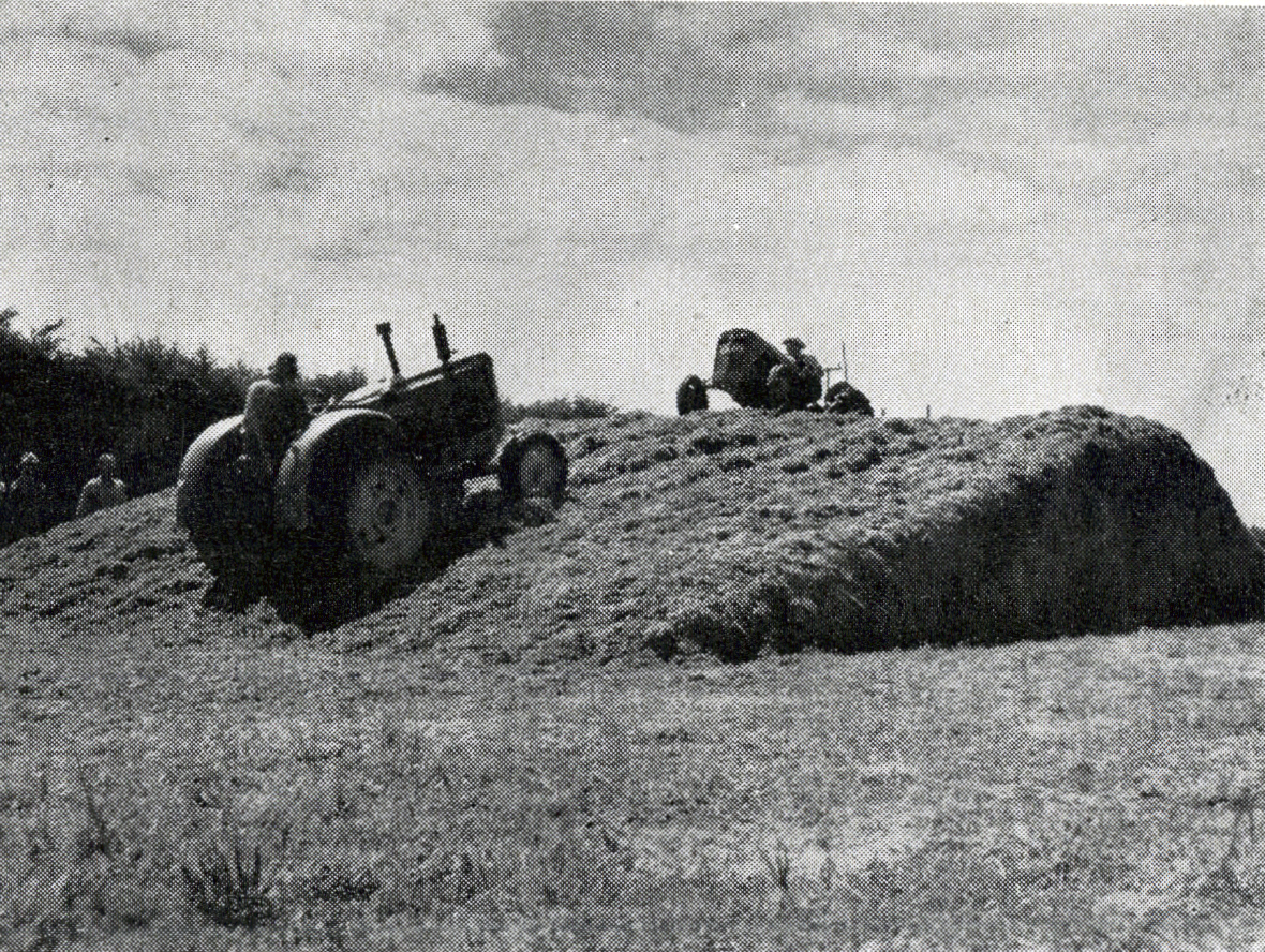 1954 Making silage in a double-ended clamp