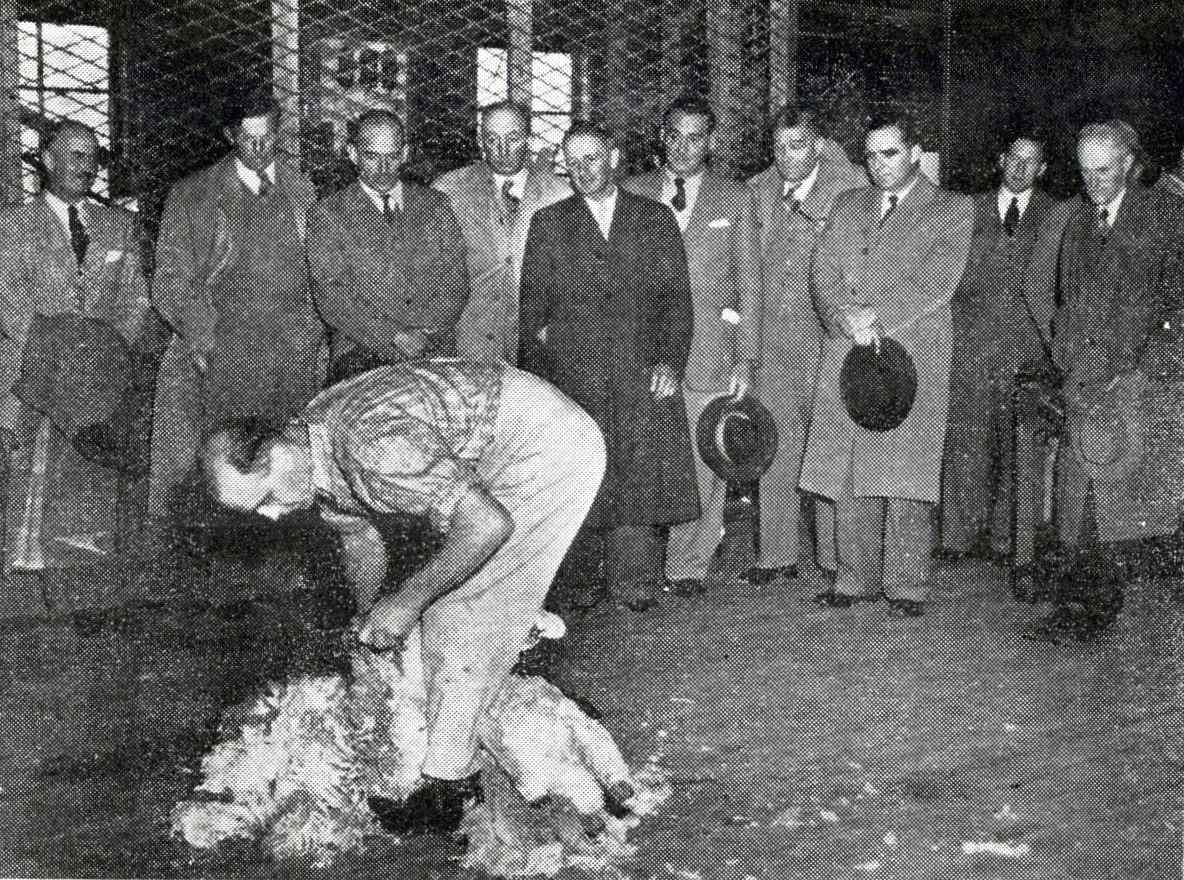 1954 Members of the New Zealand Wool Board watch a demonstration of blade shearing