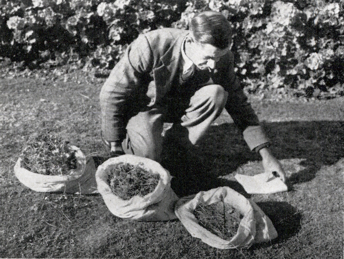 1954 Samples from Lees Valley