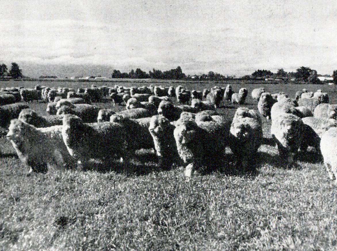1954 Some of the stud hoggets on the College farm