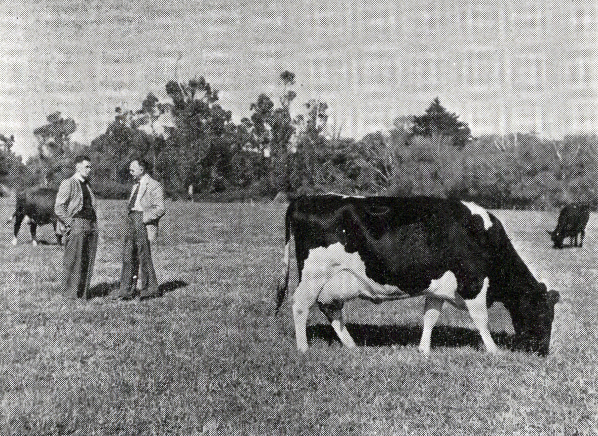 1954 The consulting officer to the New Zealand Dairy Board