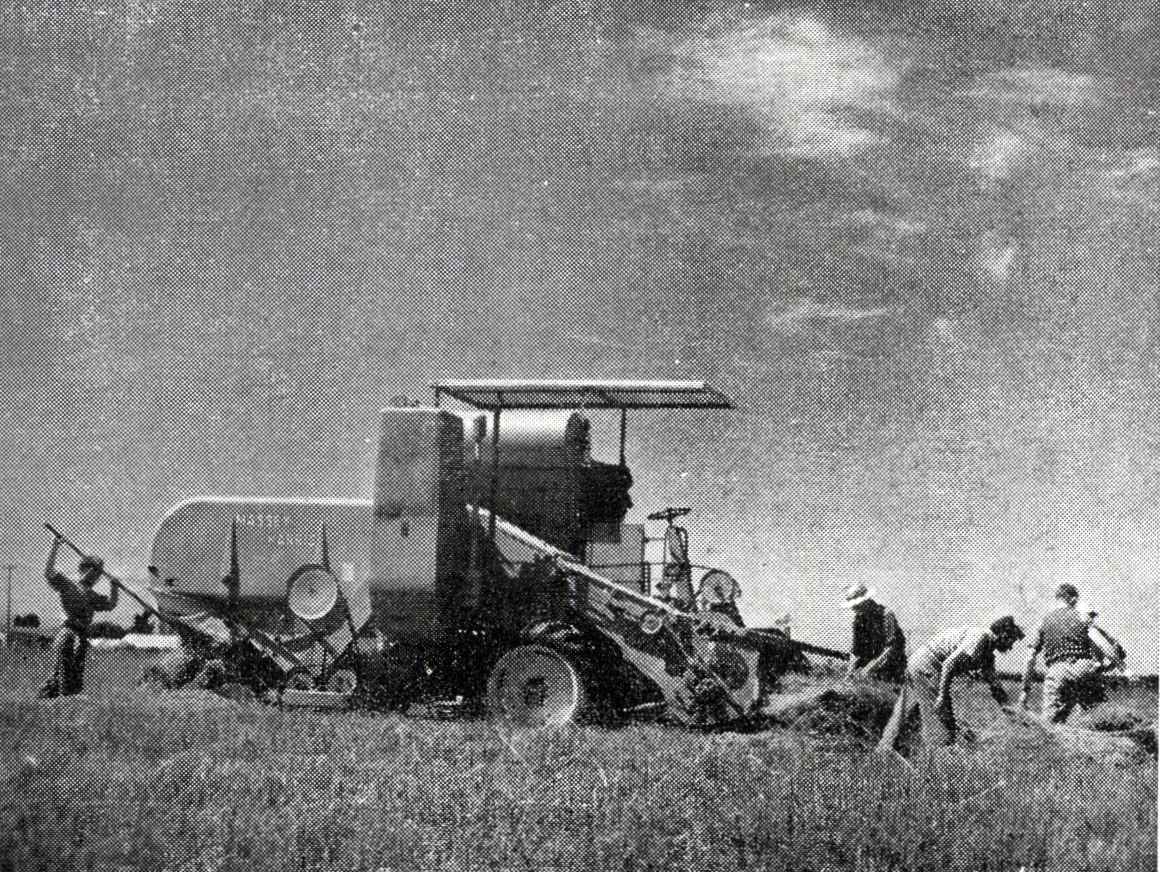 1954 Threshing certified cocksfoot on the College farm