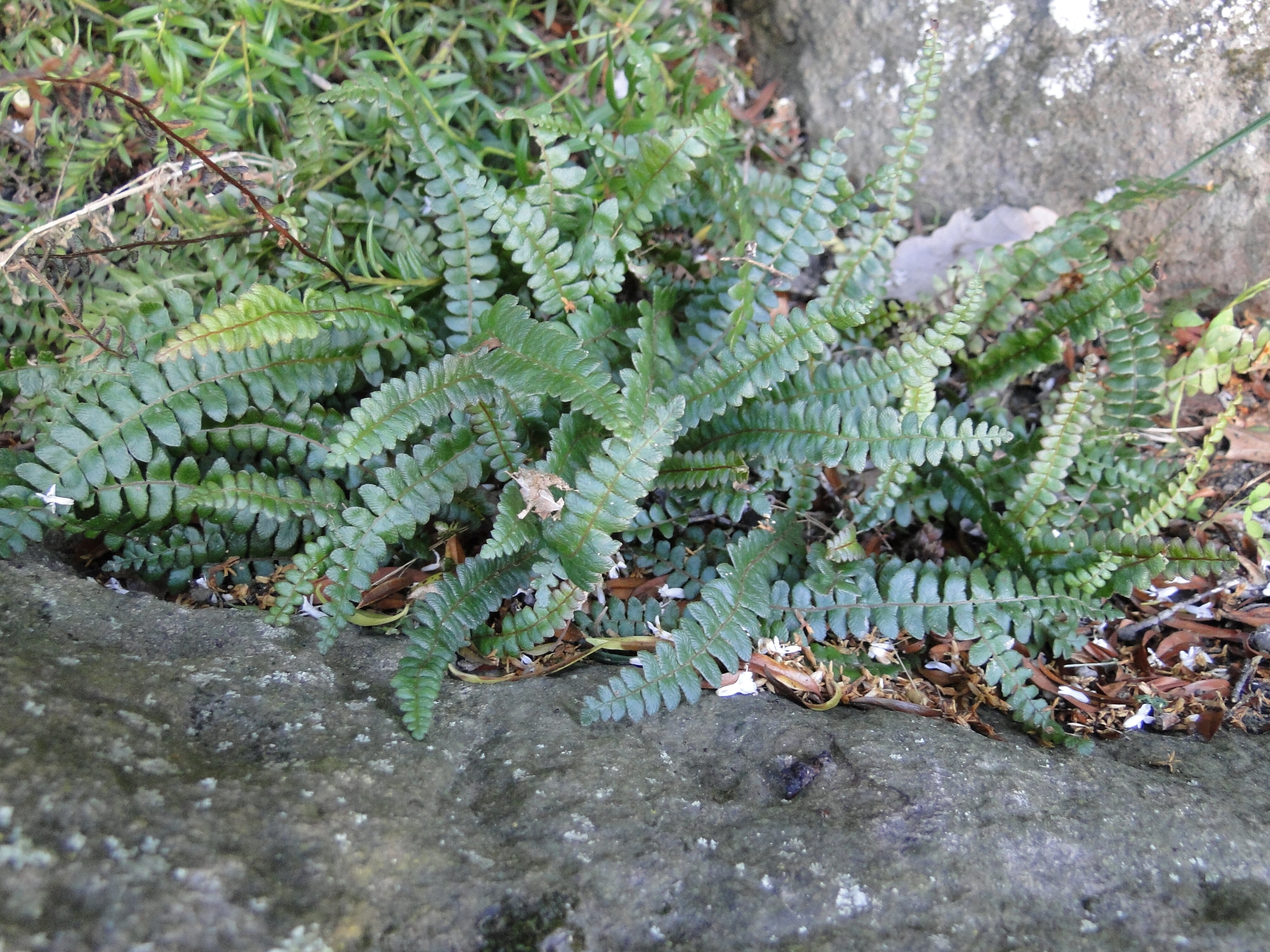 Blechnum penna-marina