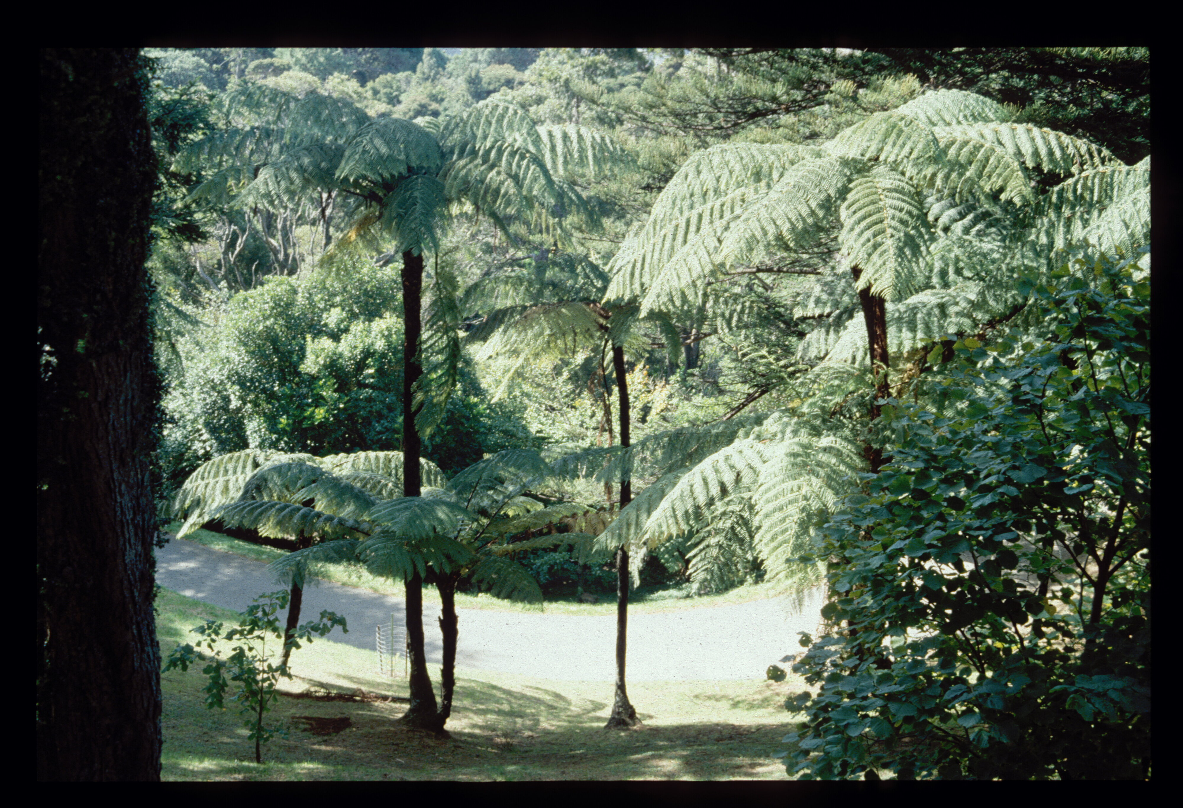Cyathea medullaris