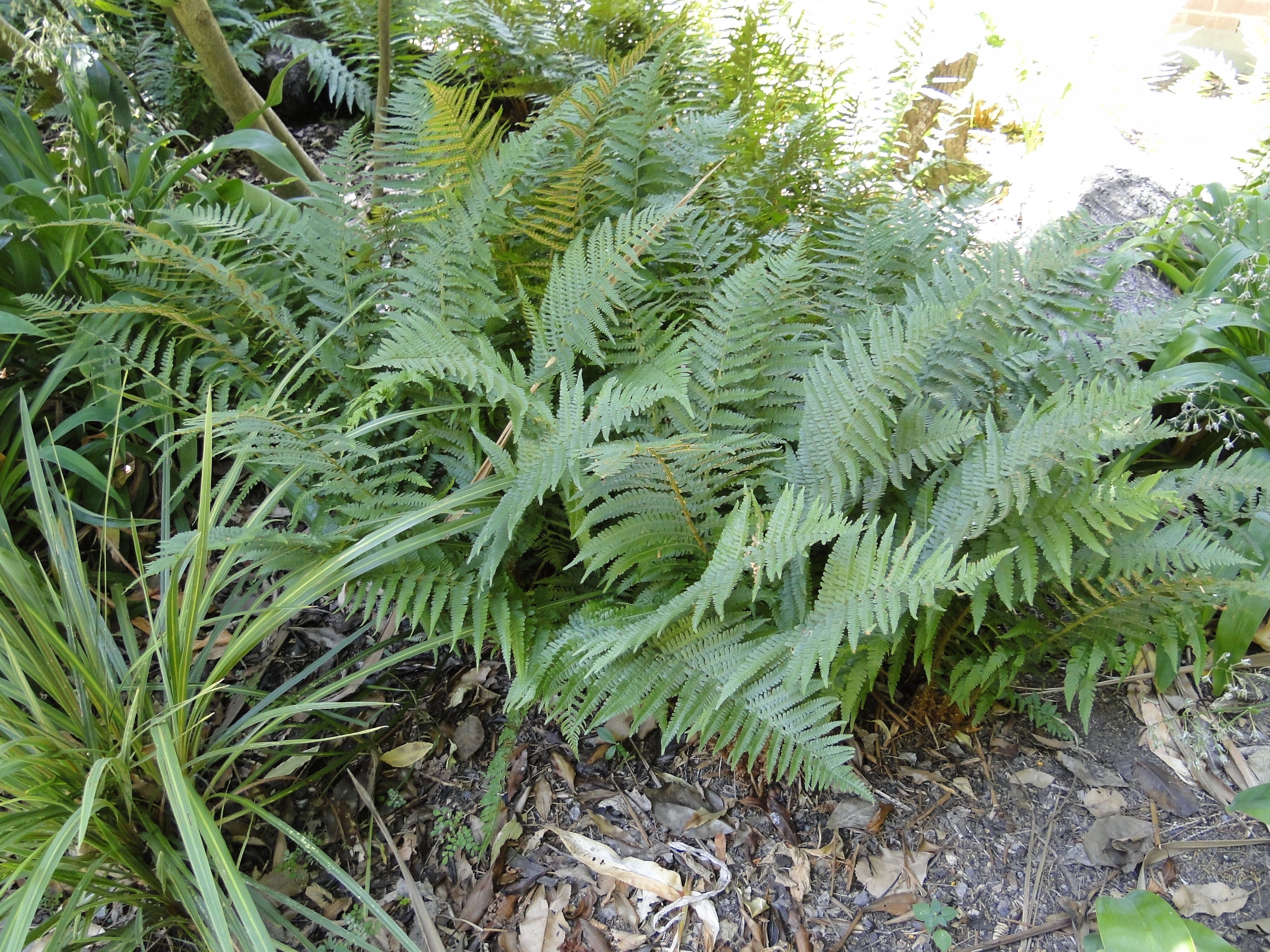 Dryopteris filix-mas 1