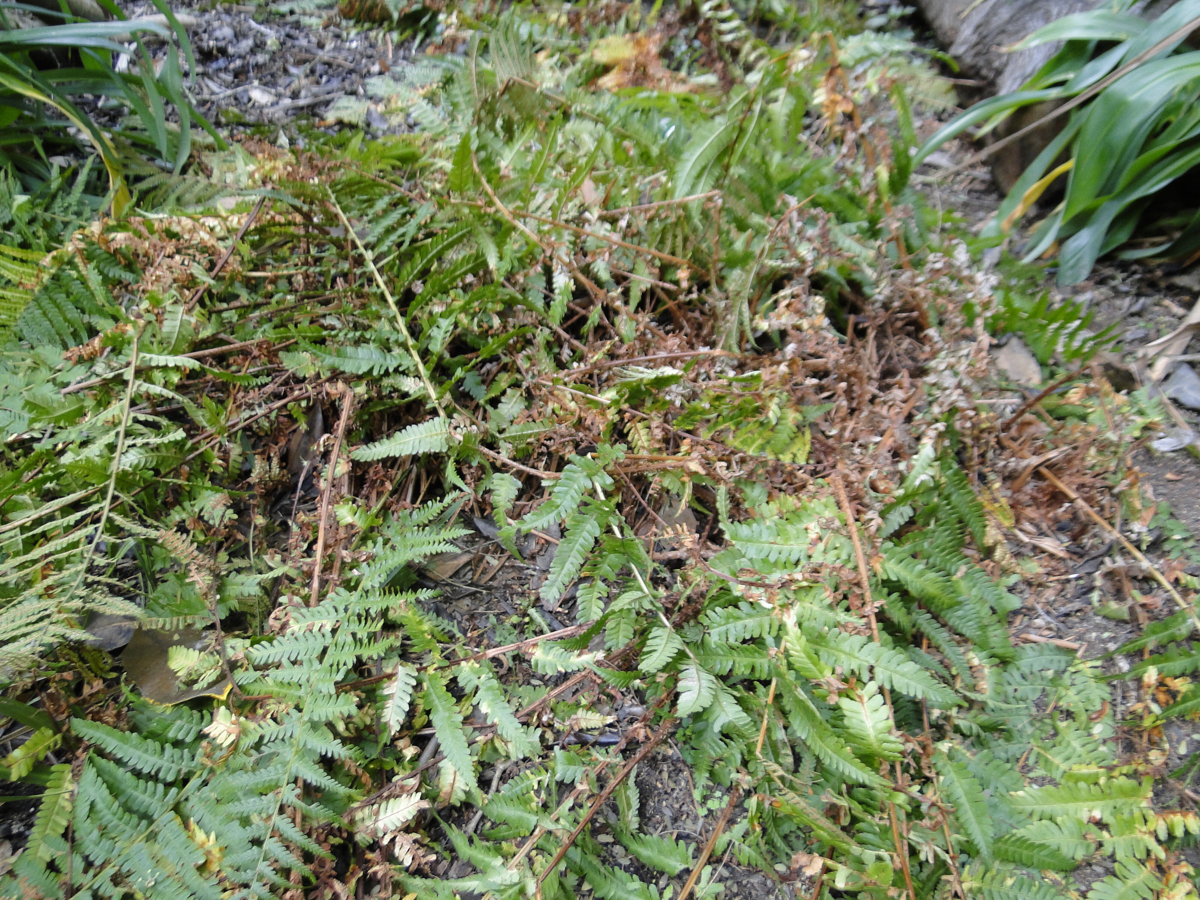 Dryopteris filix-mas 2