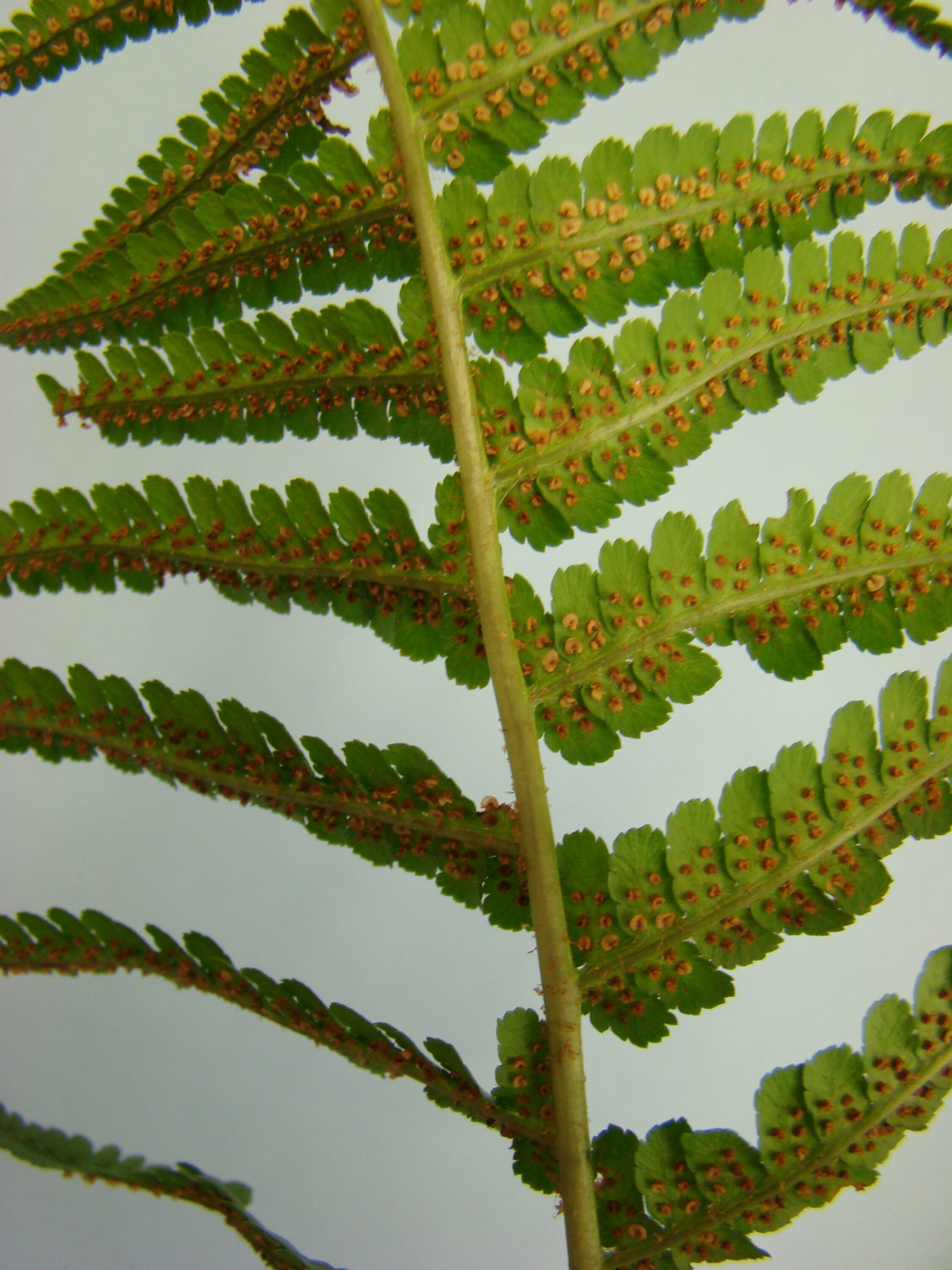 Dryopteris filix-mas 3