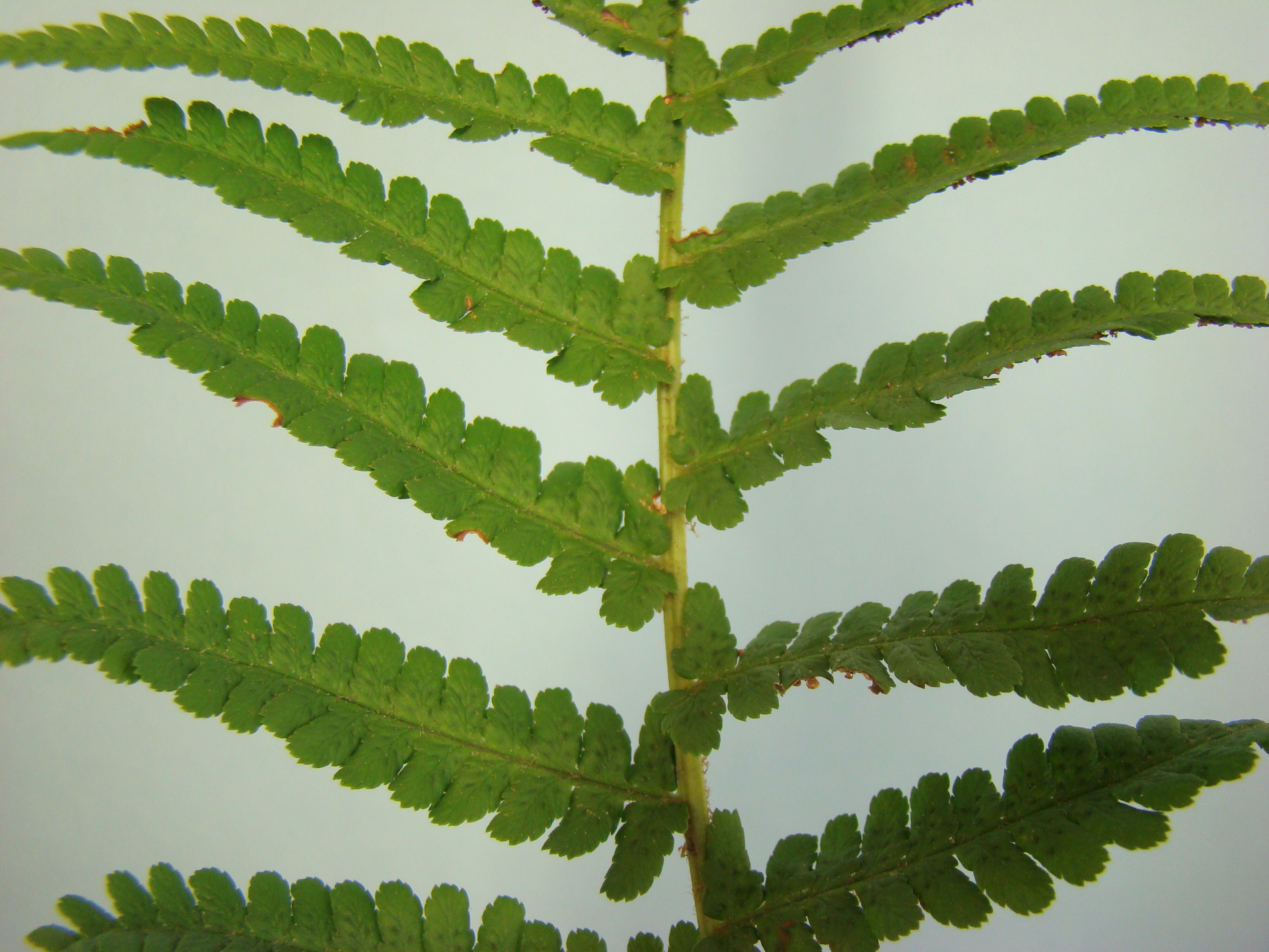 Dryopteris filix-mas 4