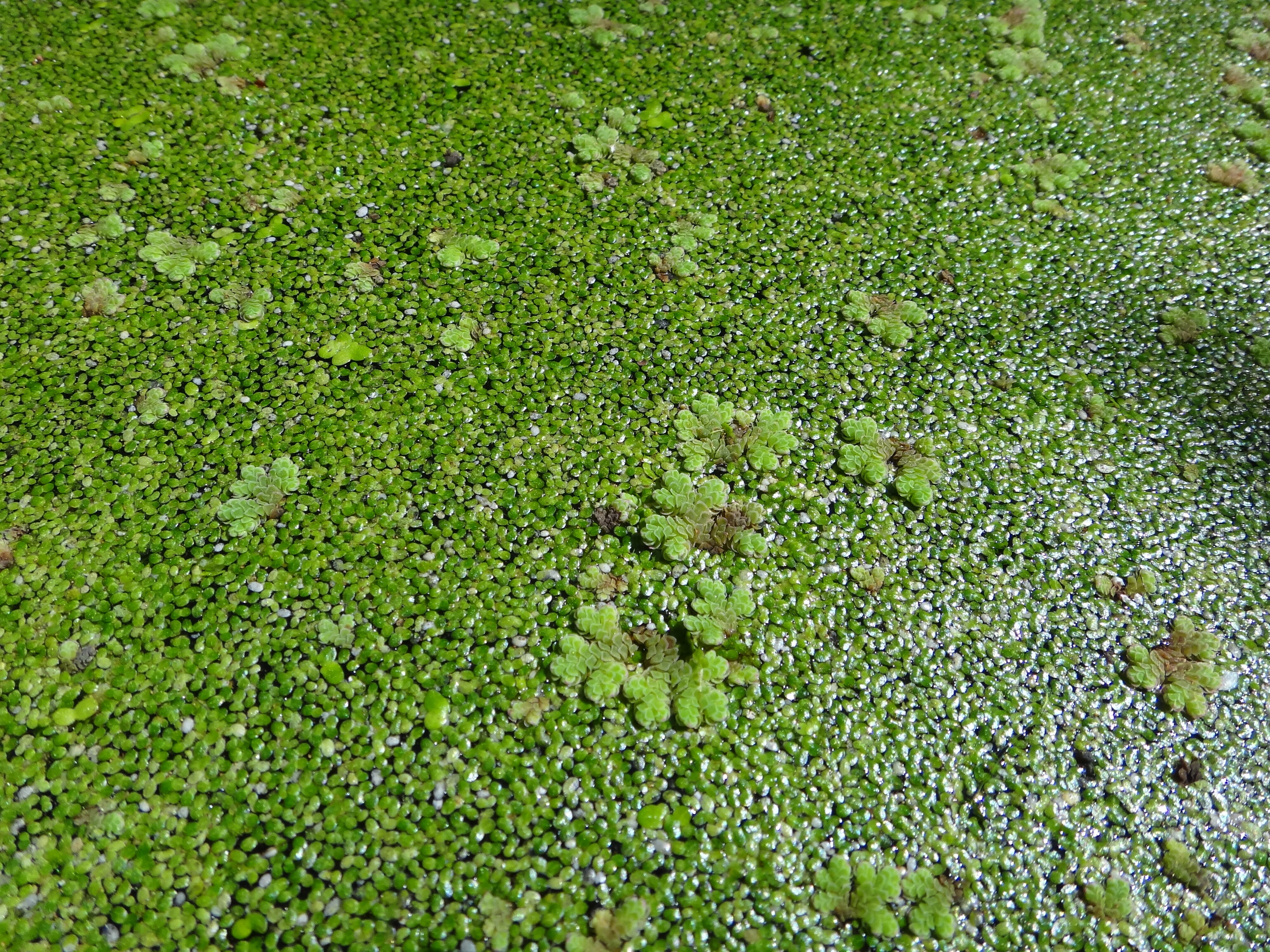Duckweed and Azolla Fernery Mona Vale