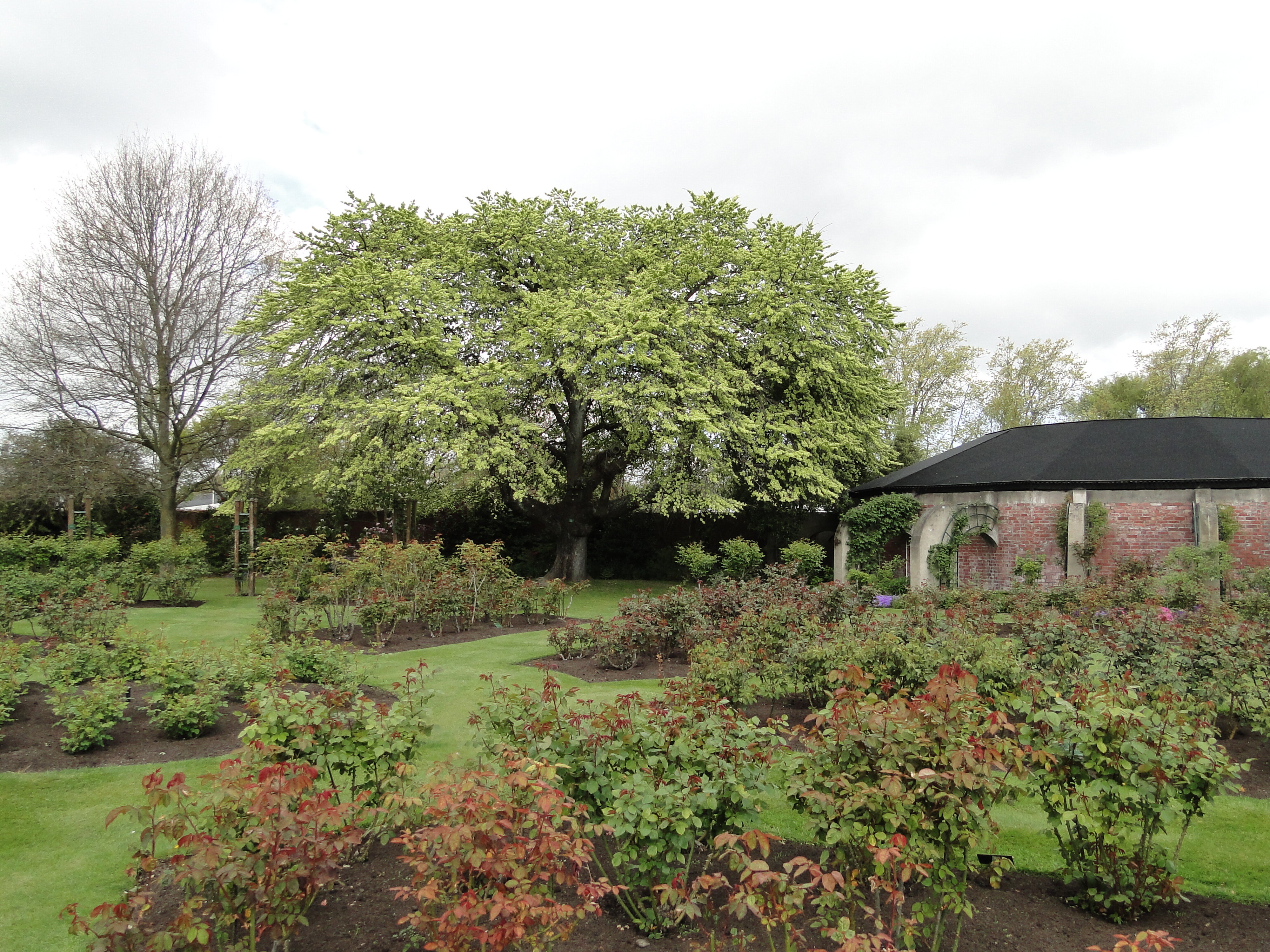 Mona Vale Rose Garden and Fernery 1