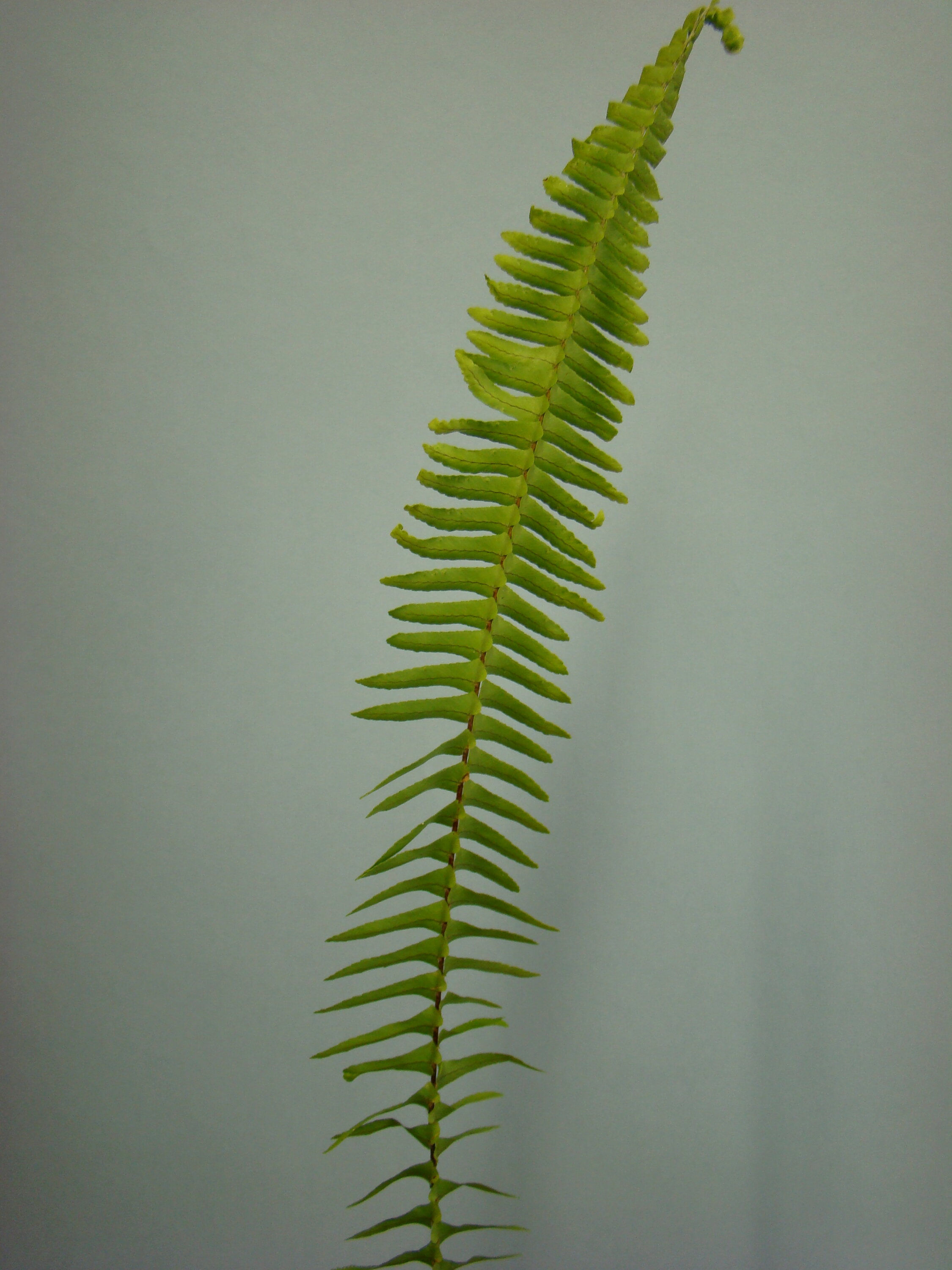 Nephrolepis cordata 1