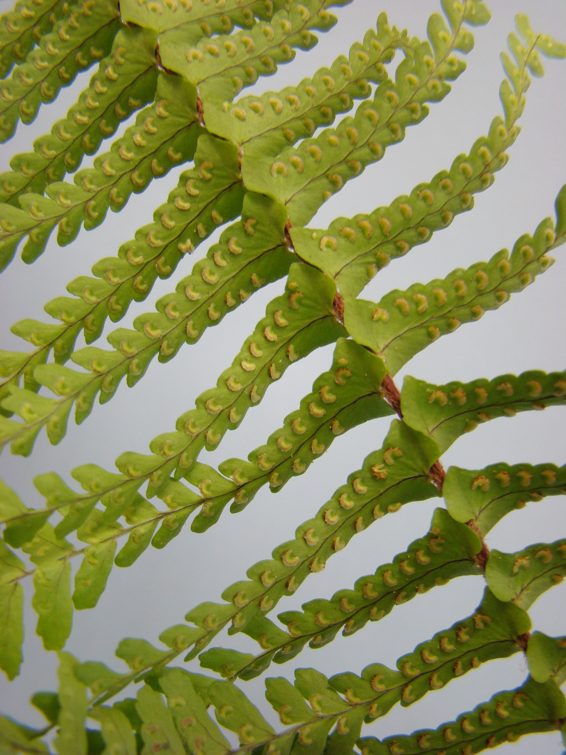 Nephrolepis cordata 2