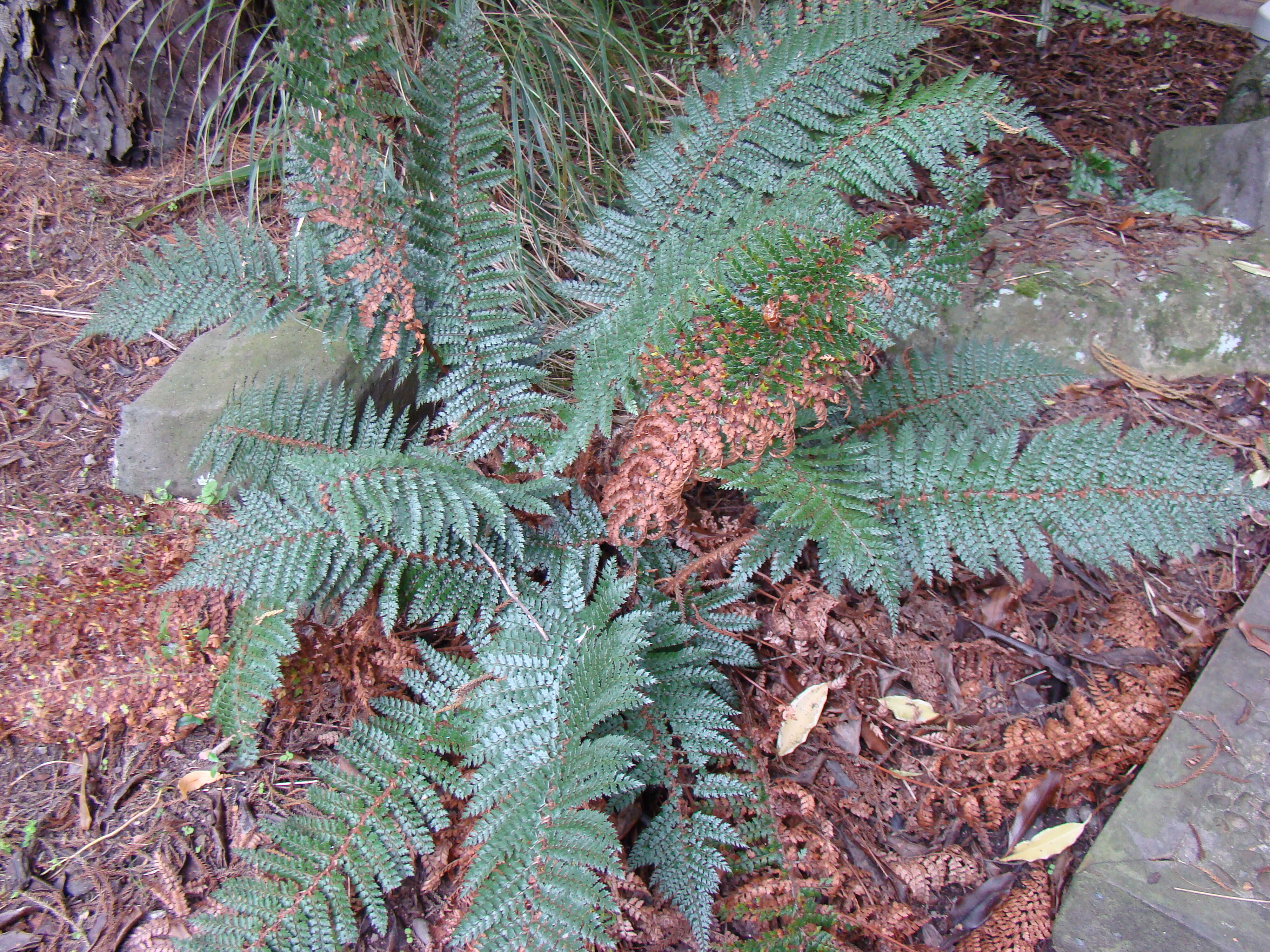 Polystichum vestitum 1