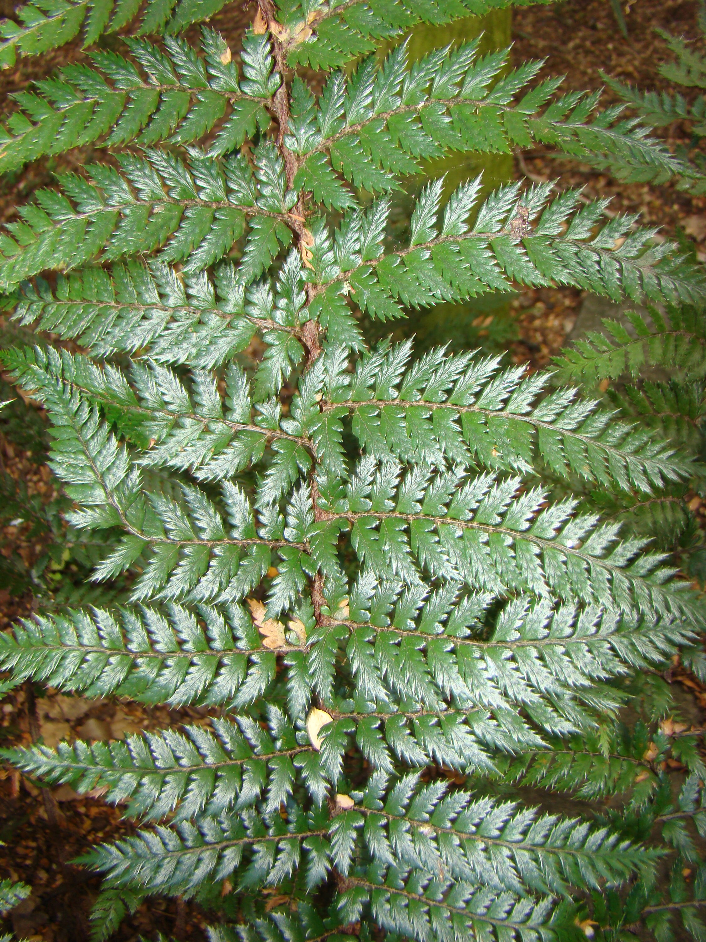 Polystichum vestitum 2
