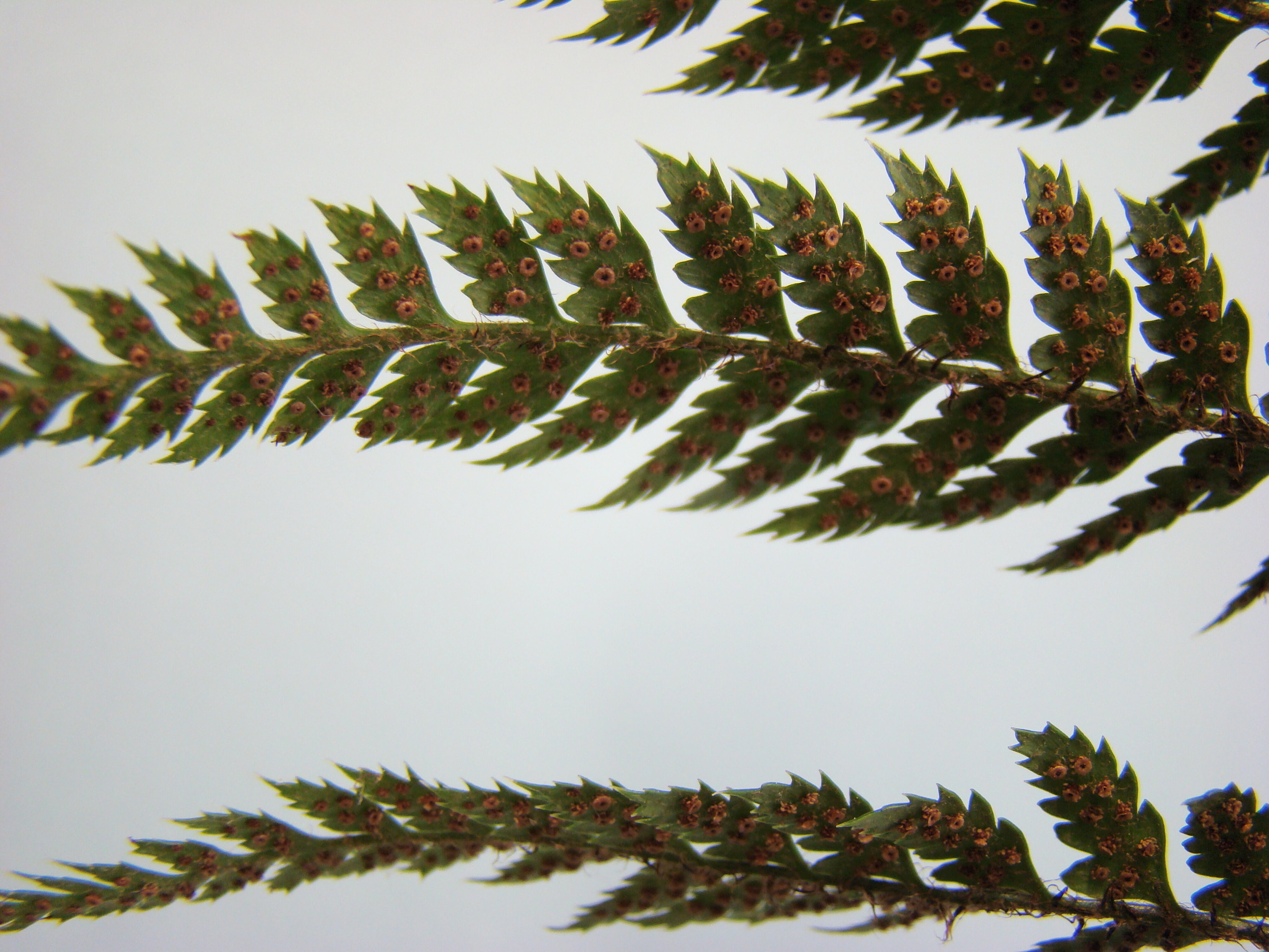 Polystichum vestitum 3