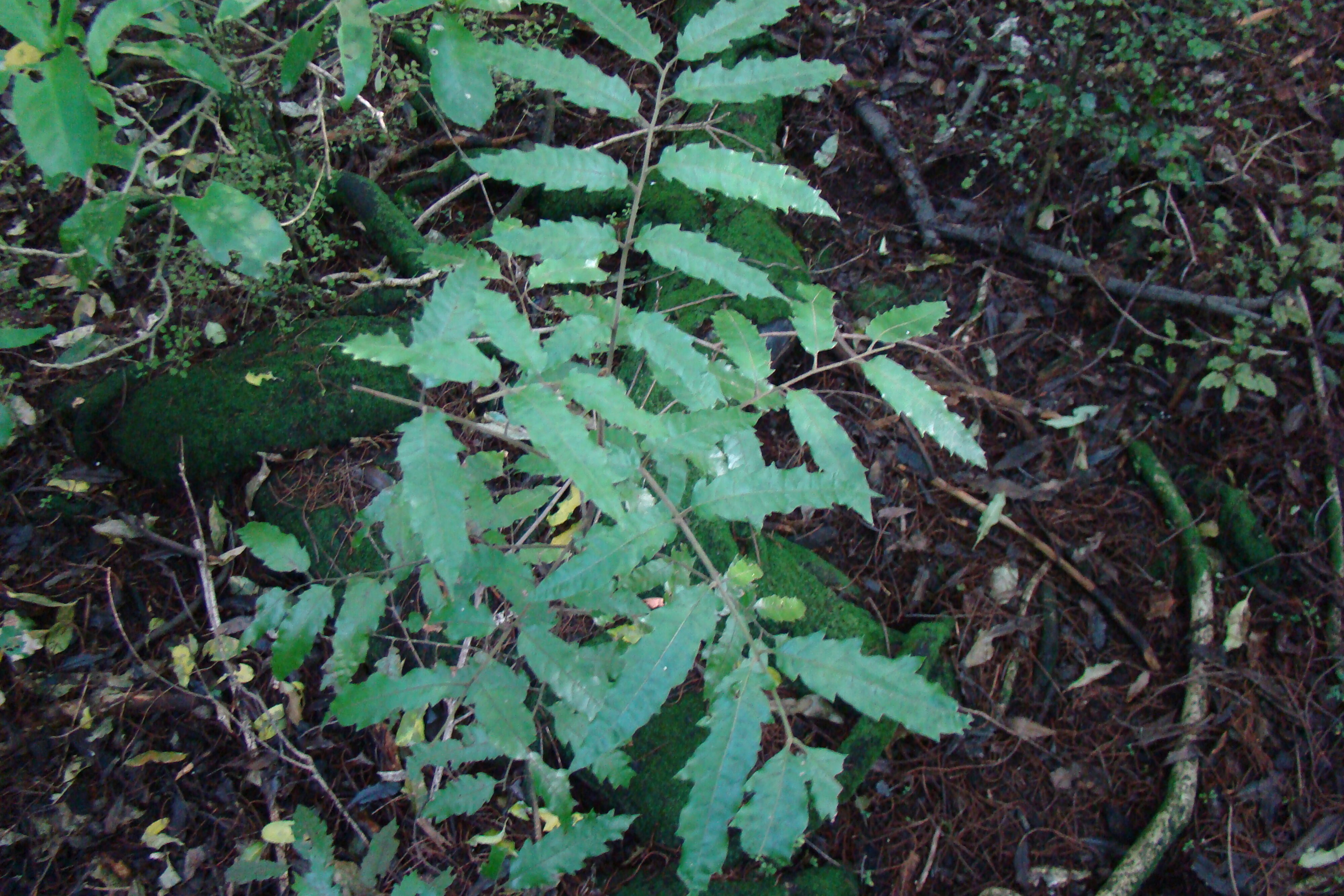 Alectryon excelsus Riccarton Bush