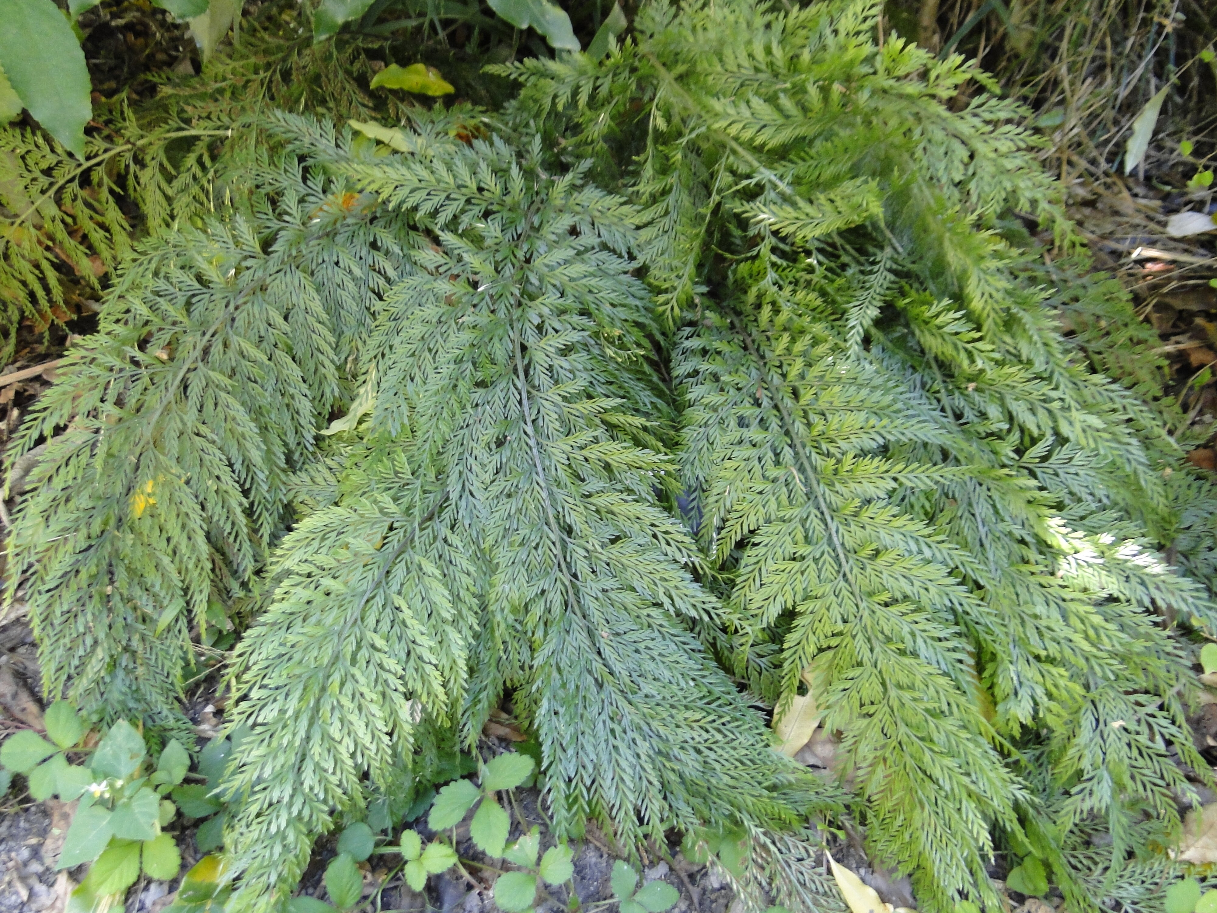 Asplenium gracillimum Ric Bush