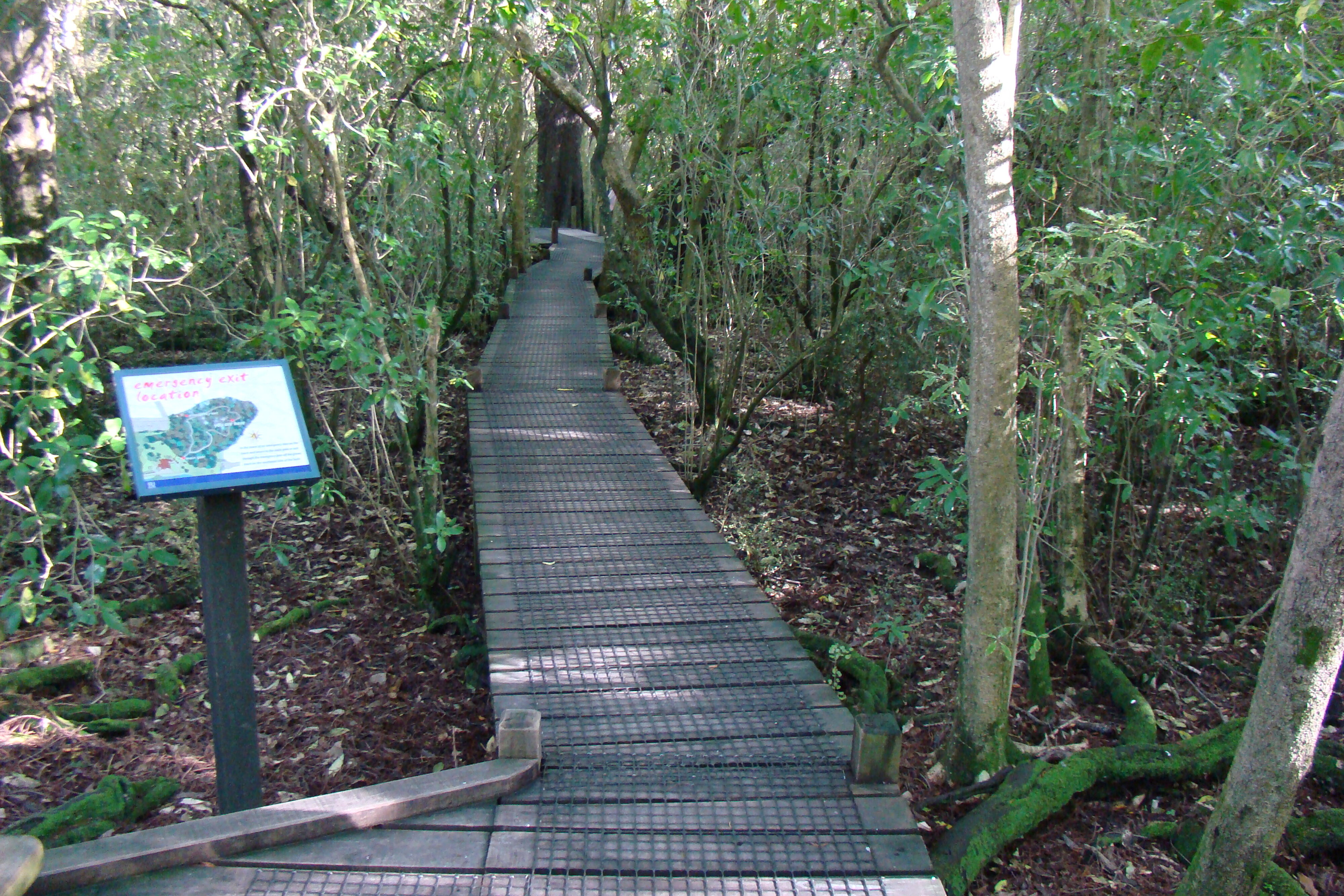Board walk Riccarton Bush