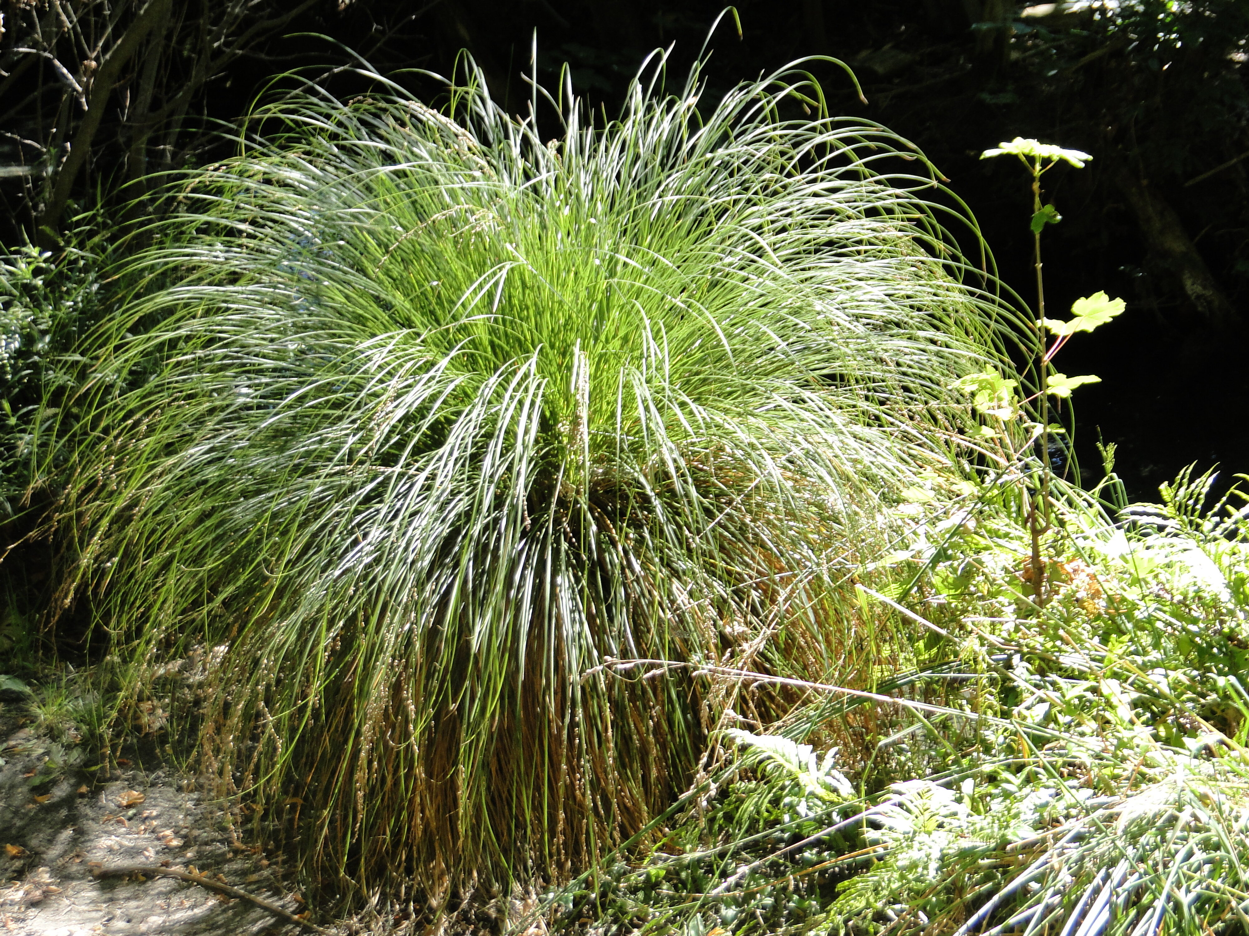 Carex secta Riccarton Bush Avon River bank 1