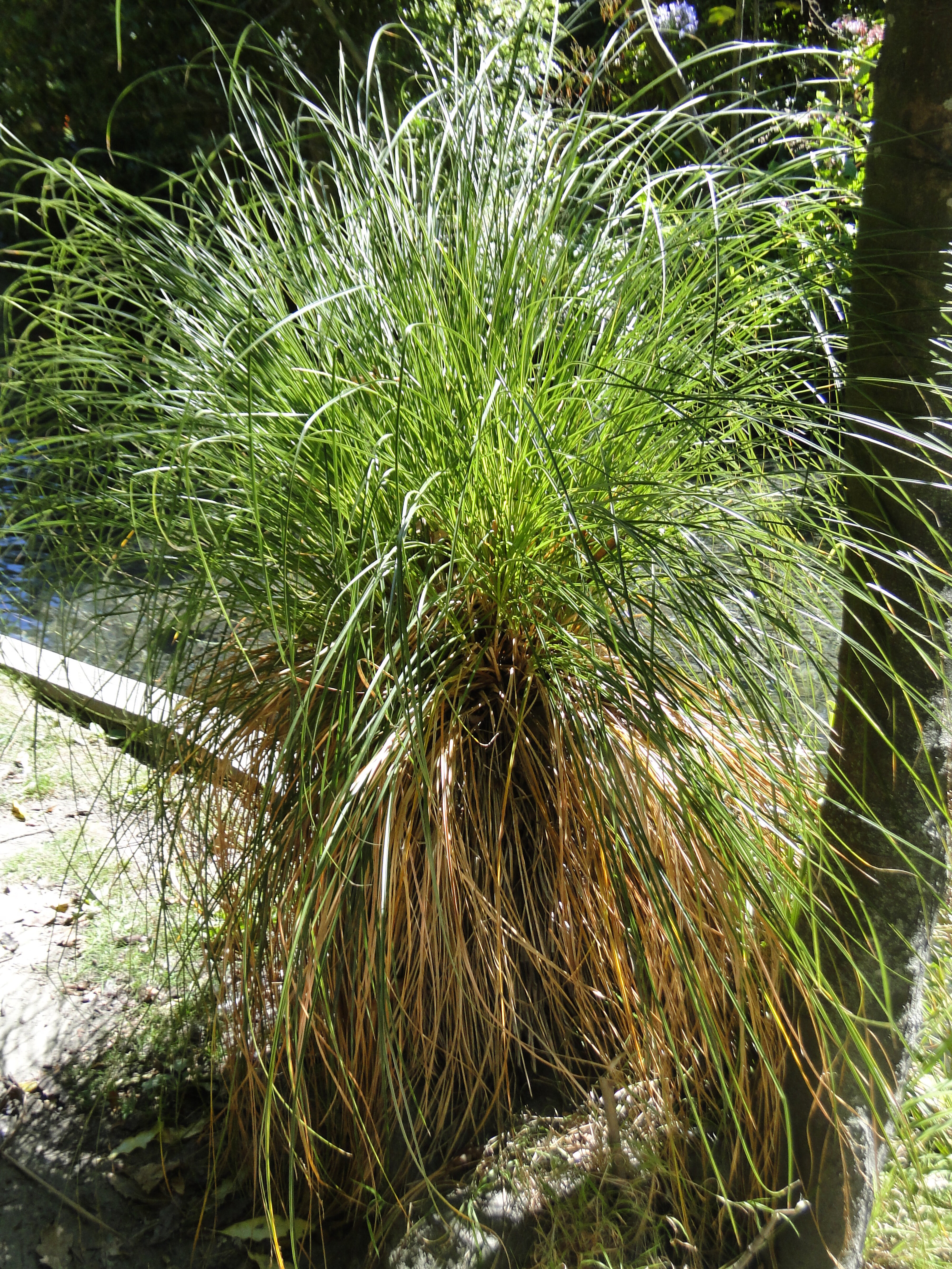 Carex secta Riccarton Bush Avon River bank 3