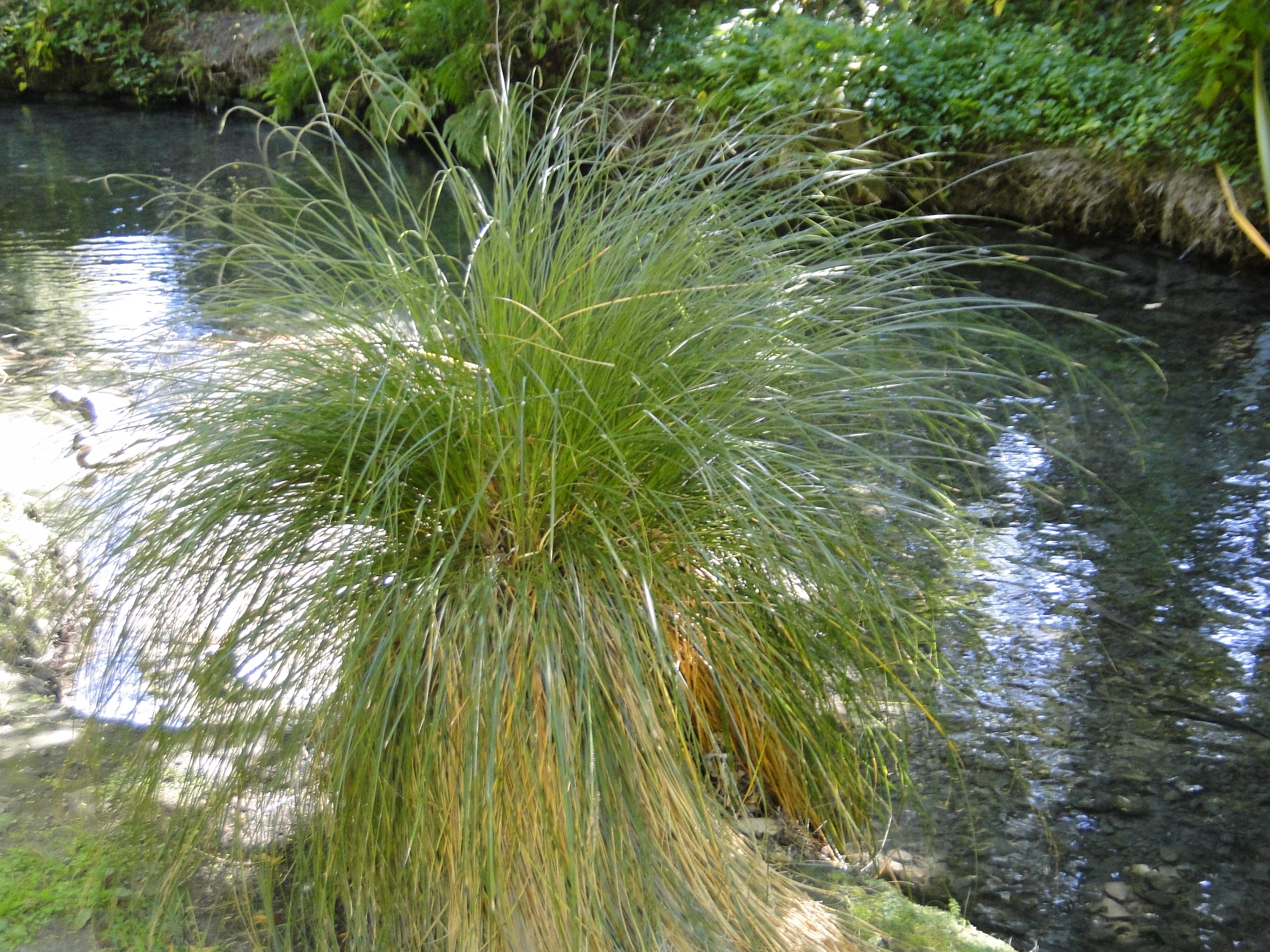 Carex secta Riccarton Bush Avon River bank 5
