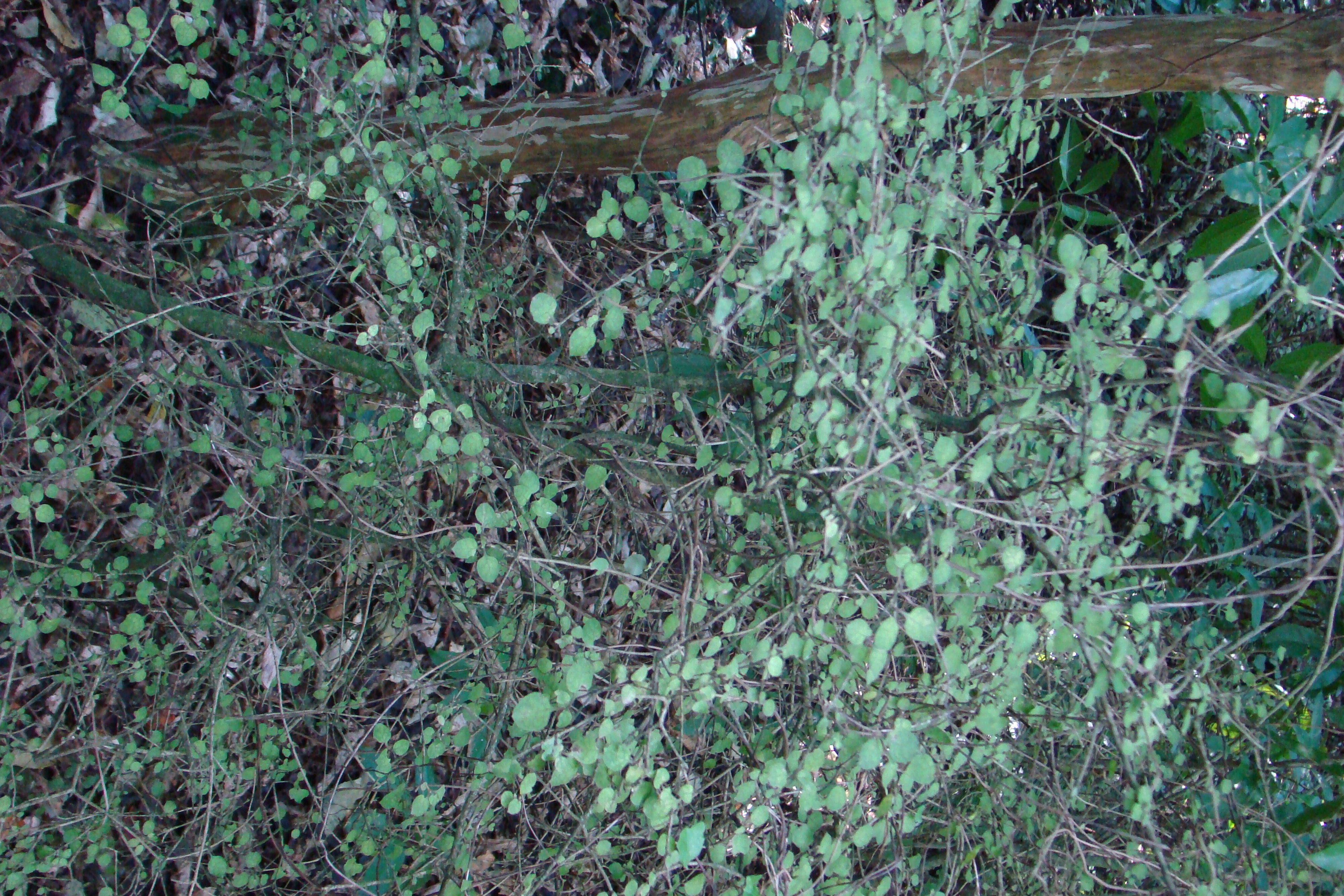 Coprosma areolata Riccarton Bush 6