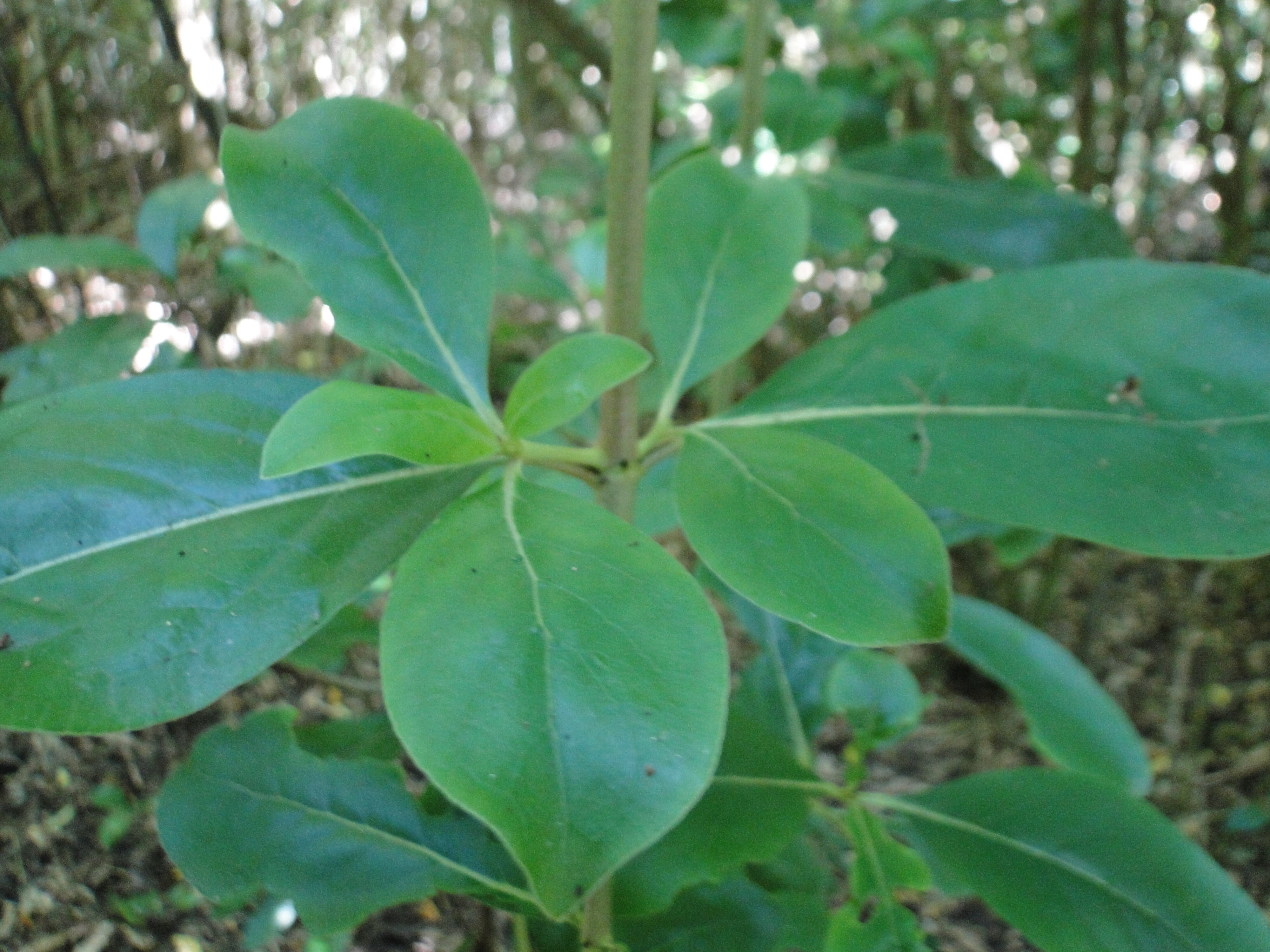 Coprosma lucida Shining Karamu Riccarton Bush 2