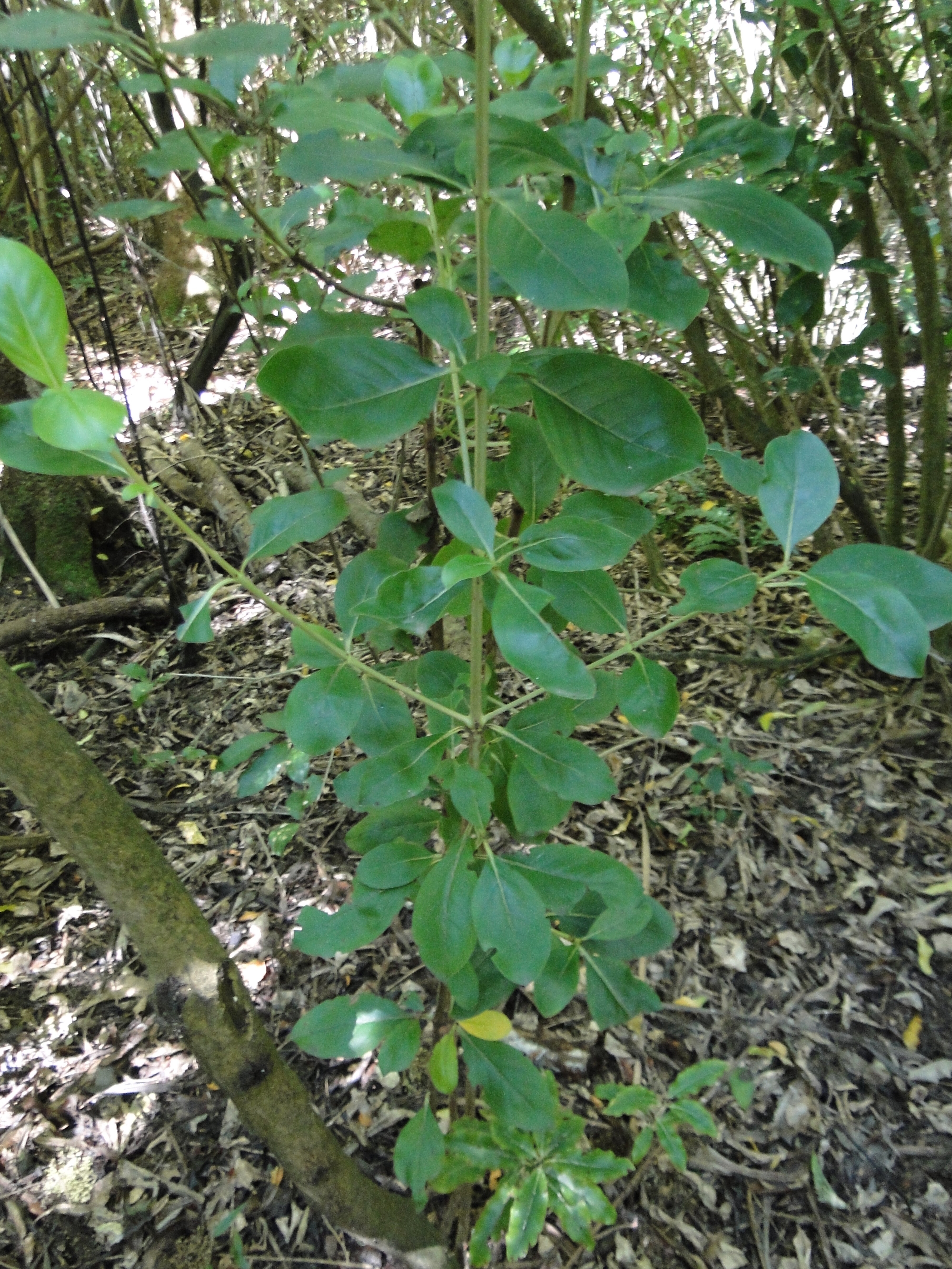Coprosma lucida Shining Karamu Riccarton Bush 3
