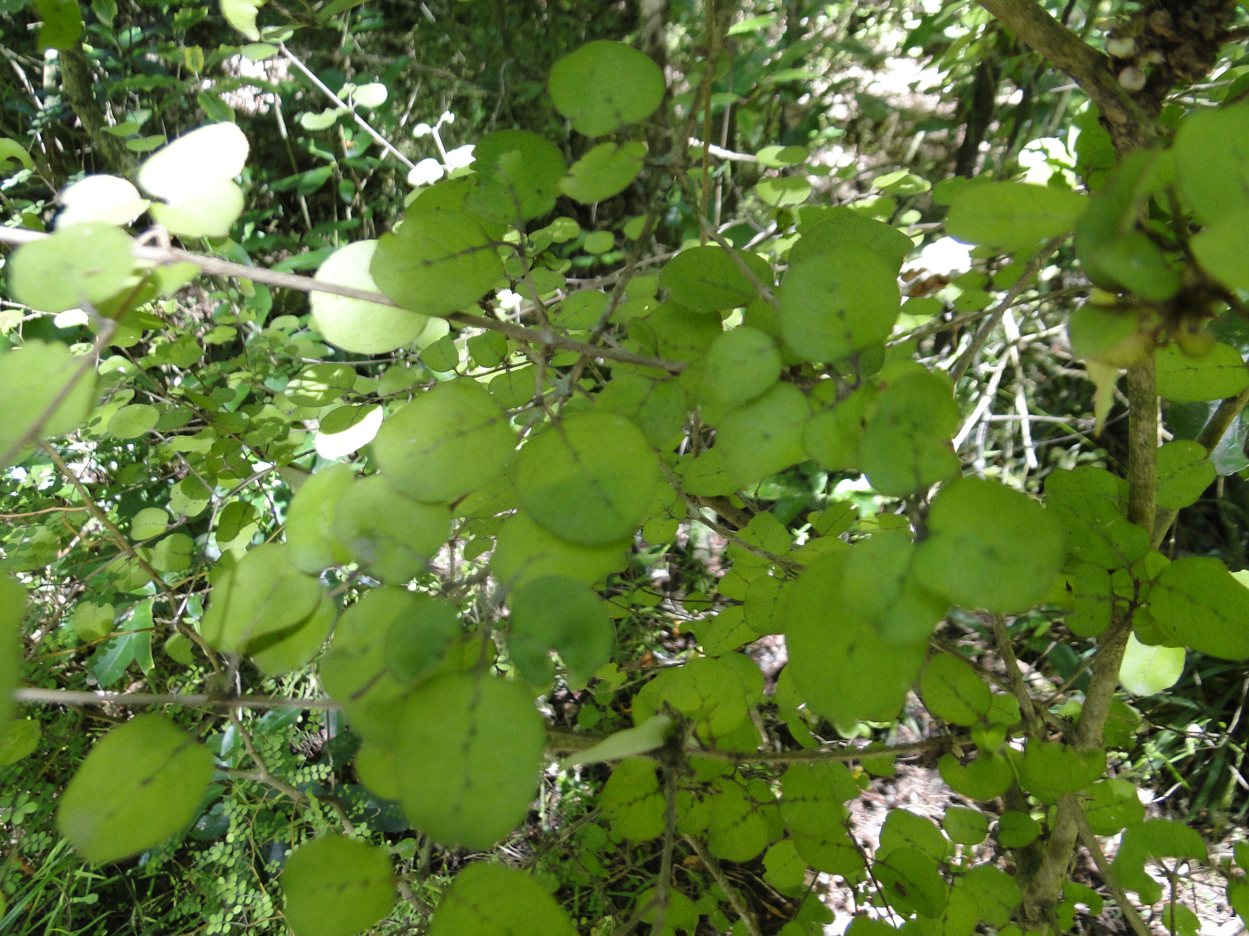 Coprosma rotundifolia Riccarton Bush 2