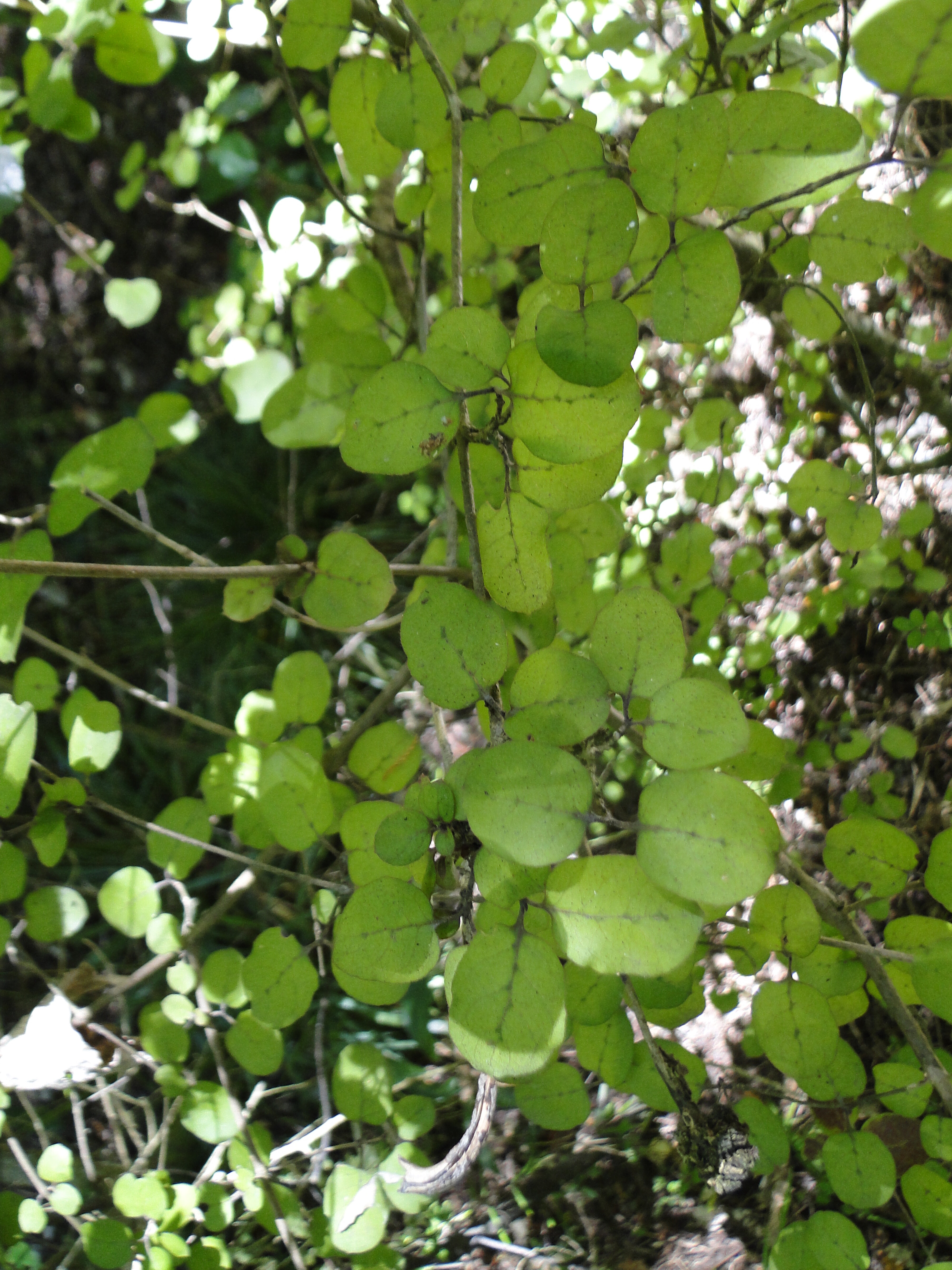 Coprosma rotundifolia Riccarton Bush 3