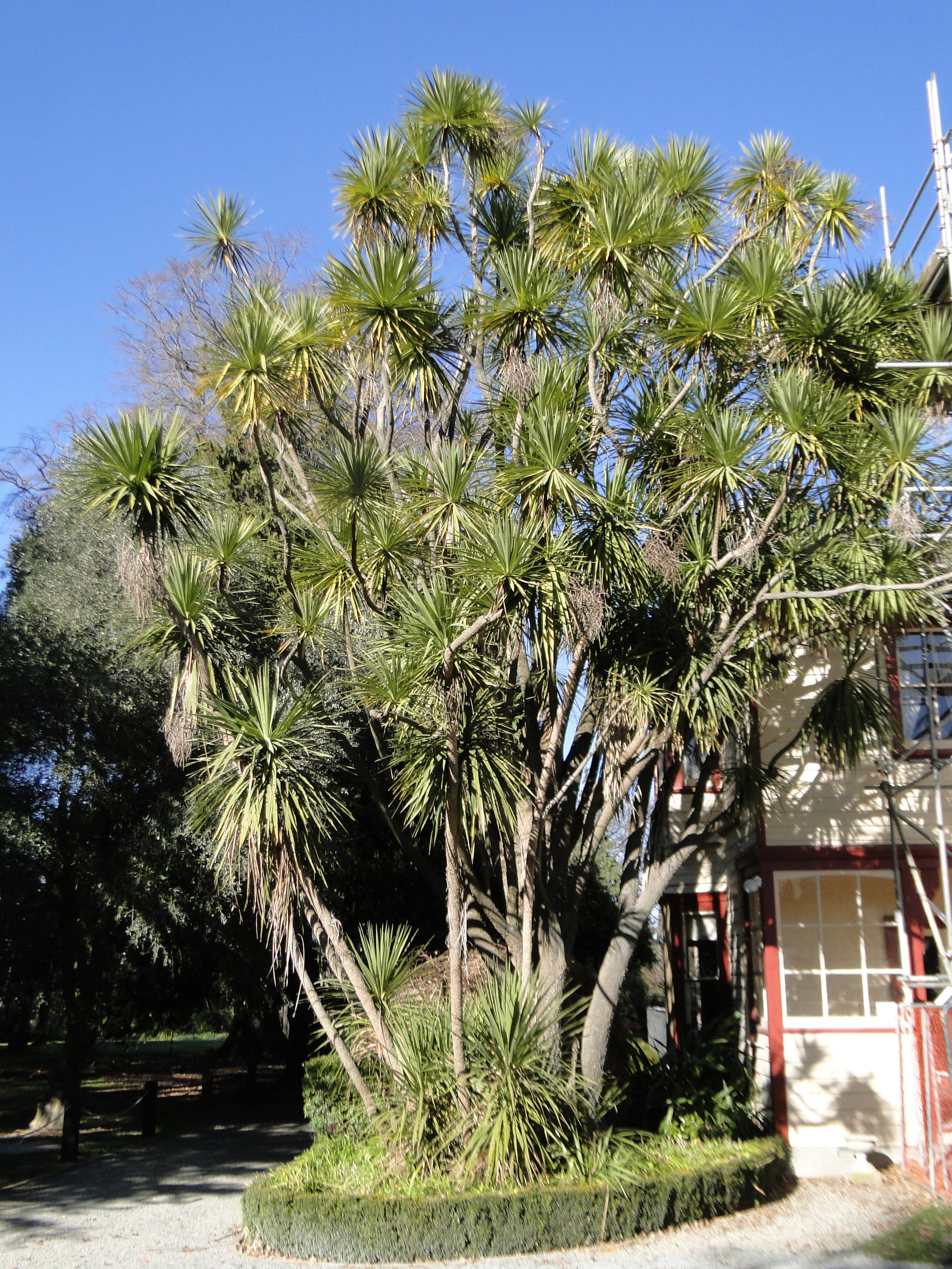 Cordyline australis  Riccarton Bush 4