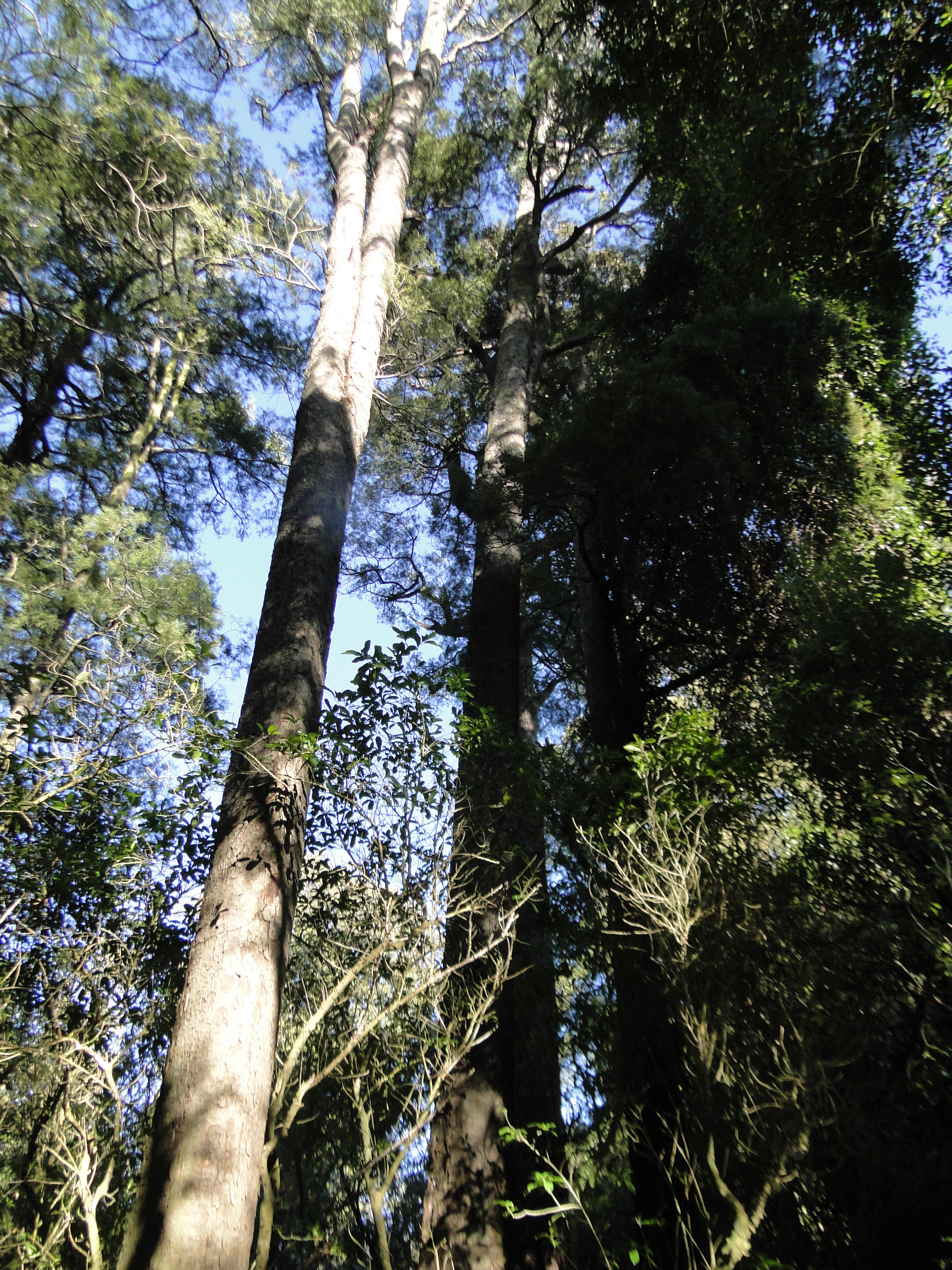 Dacrycarpus dacrydioides Kahikatea  Riccarton Bush 3