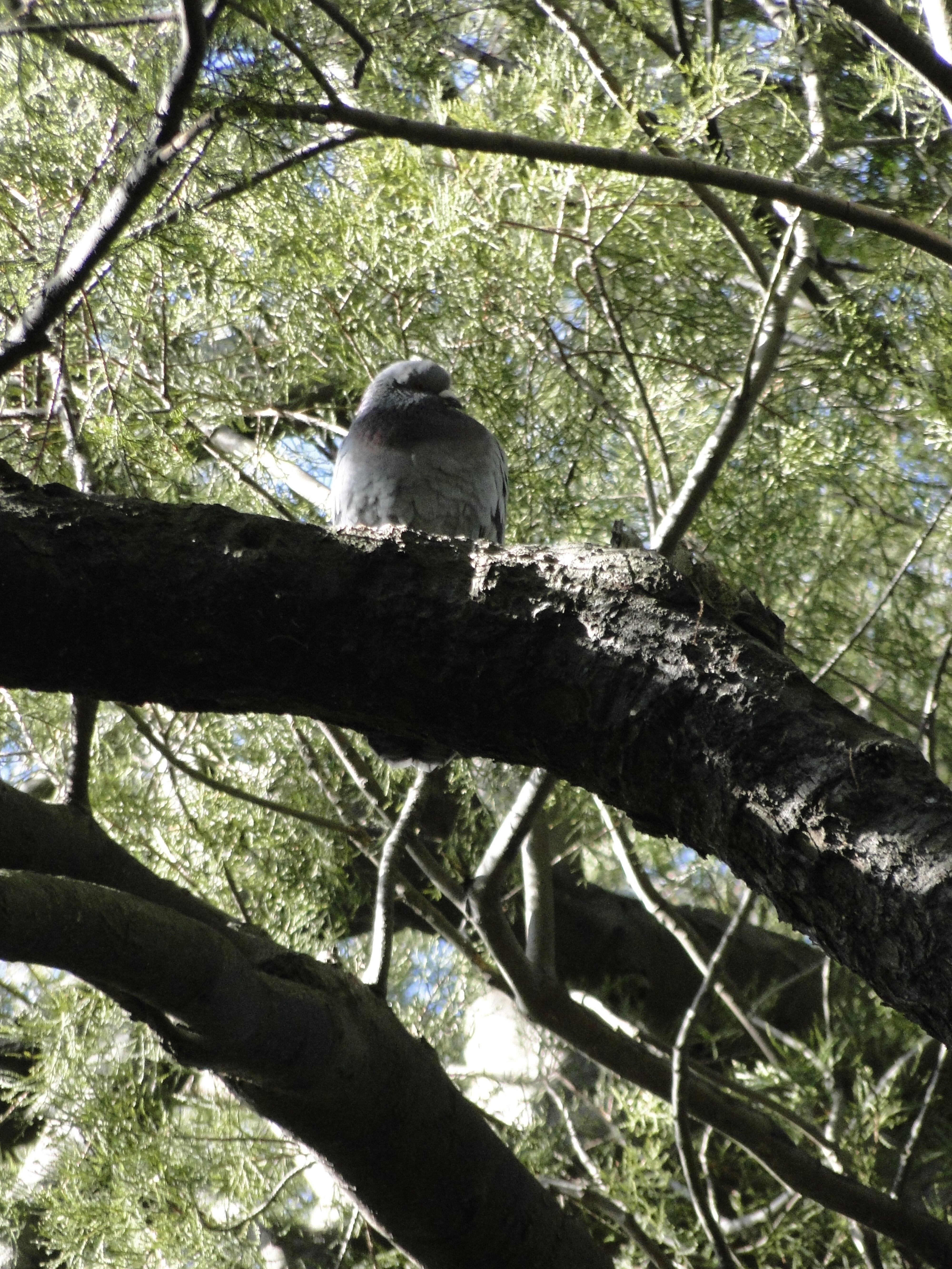 Dacrycarpus dacrydioides Kahikatea  Riccarton Bush 7