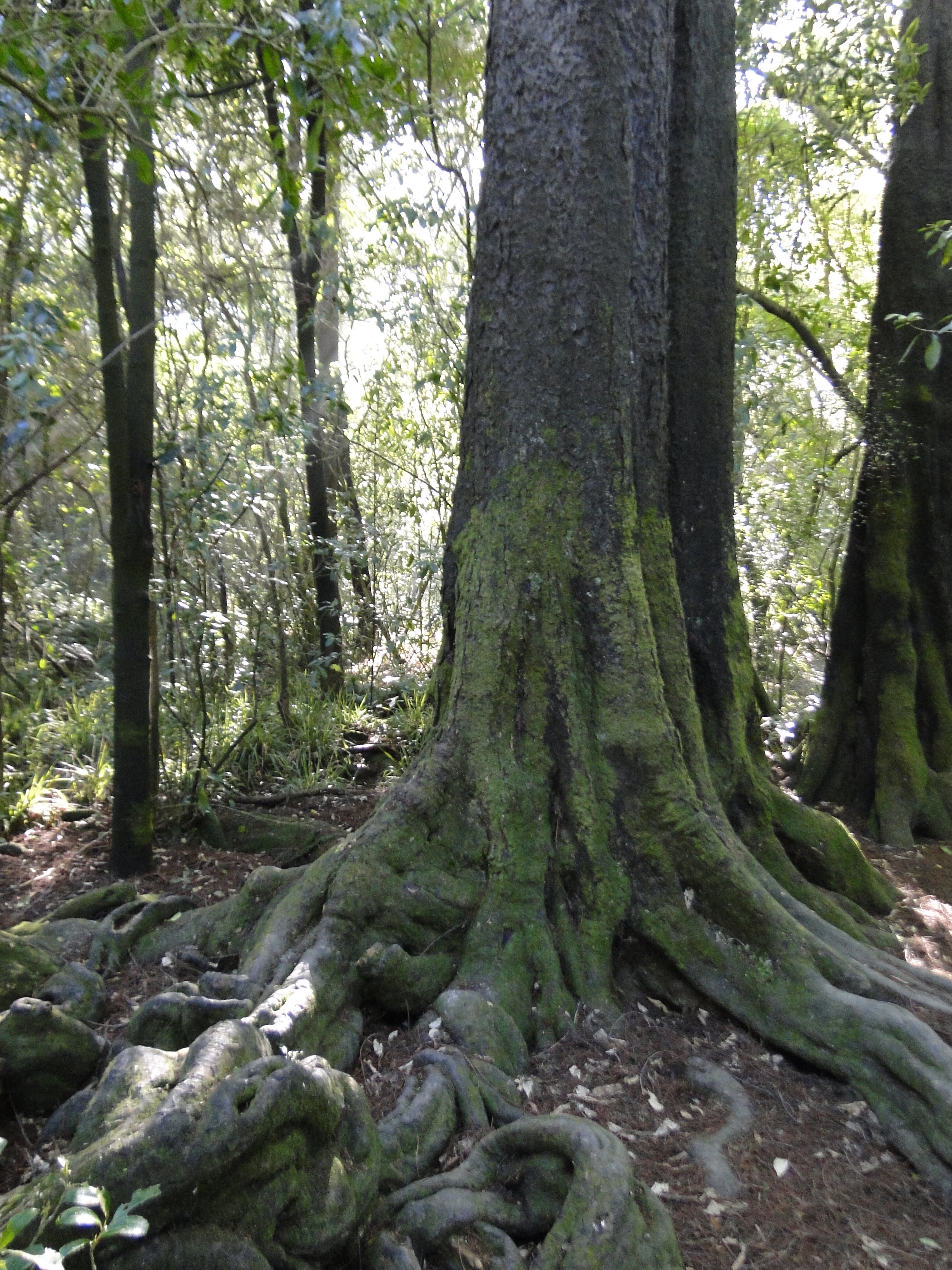 Dacrycarpus dacrydioides Kahikatea  Riccarton Bush 8