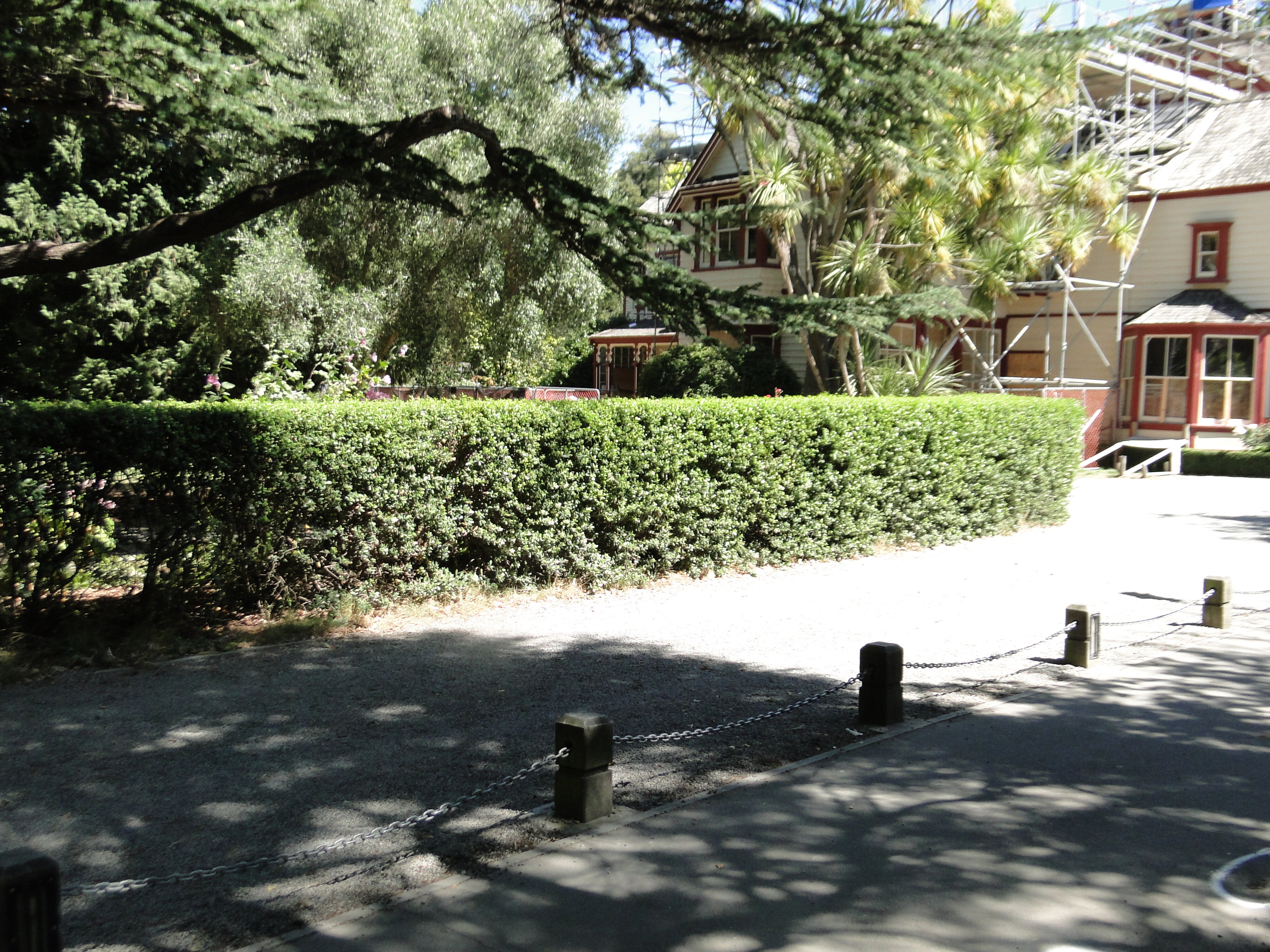 Escallonia Apple Blossom Riccarton Bush 1