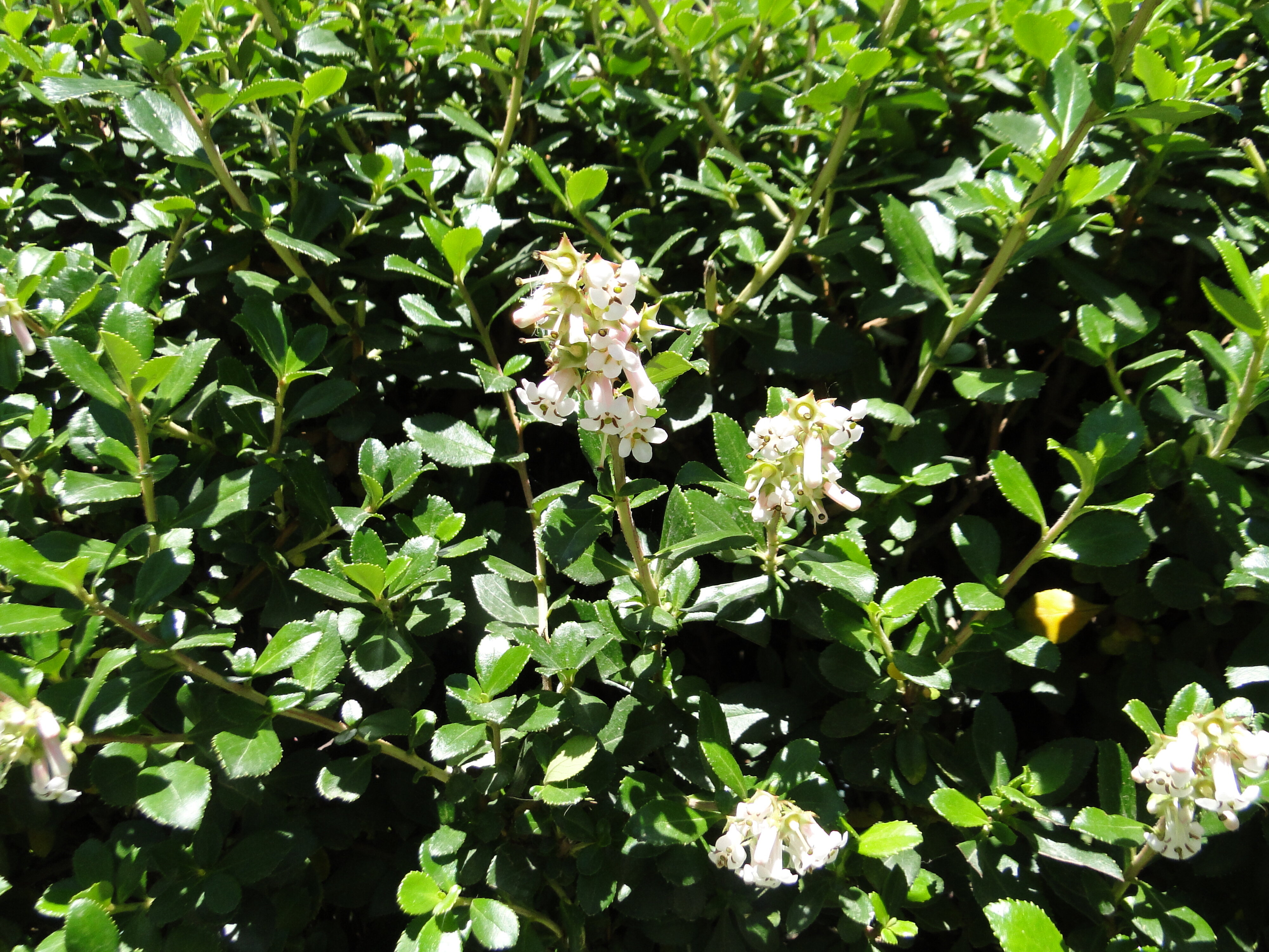 Escallonia Apple Blossom Riccarton Bush 2