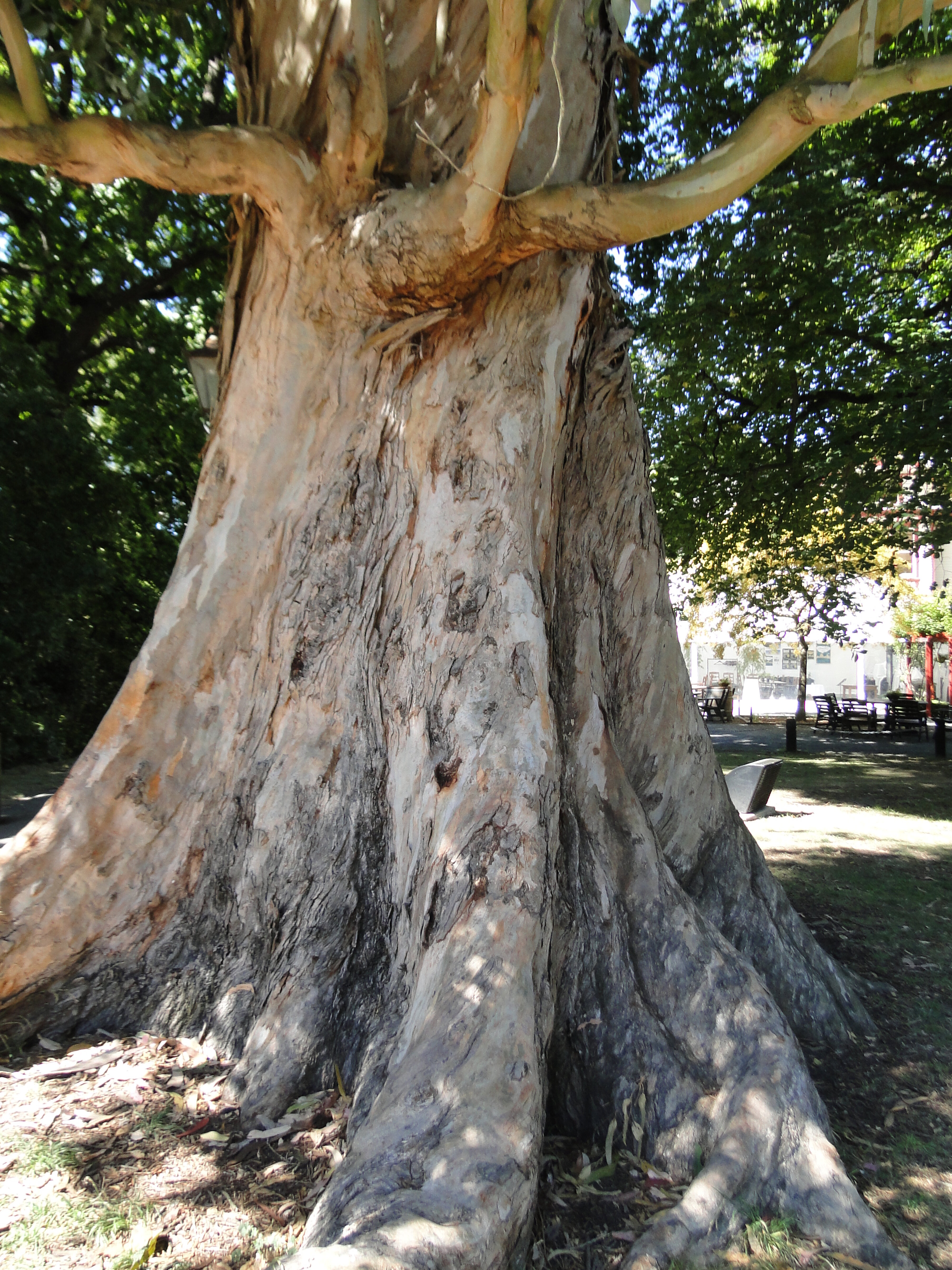 Eucalyptus  globulus 1857 Riccarton Bush 2