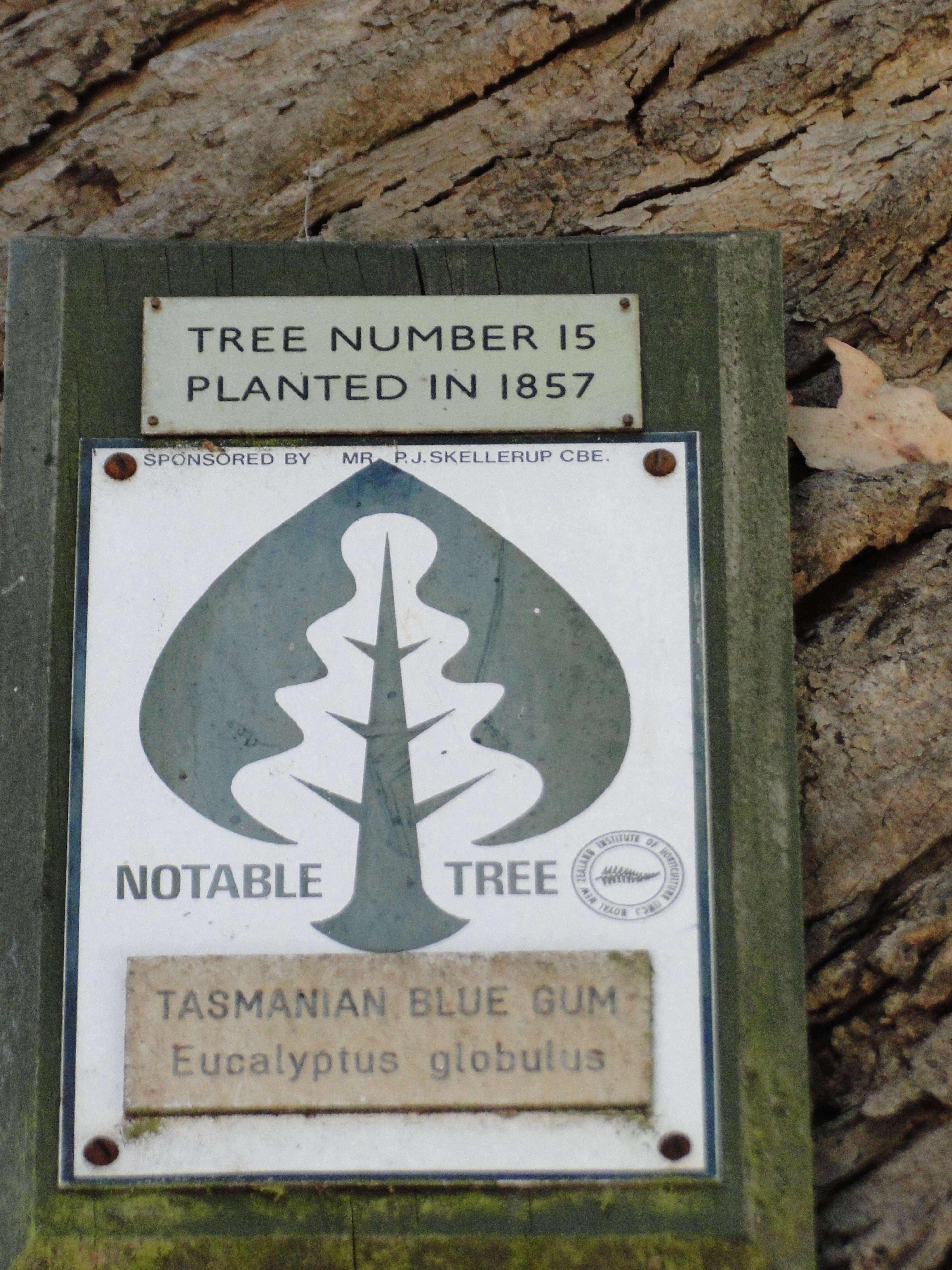 Eucalyptus  globulus 1857 Riccarton Bush 5